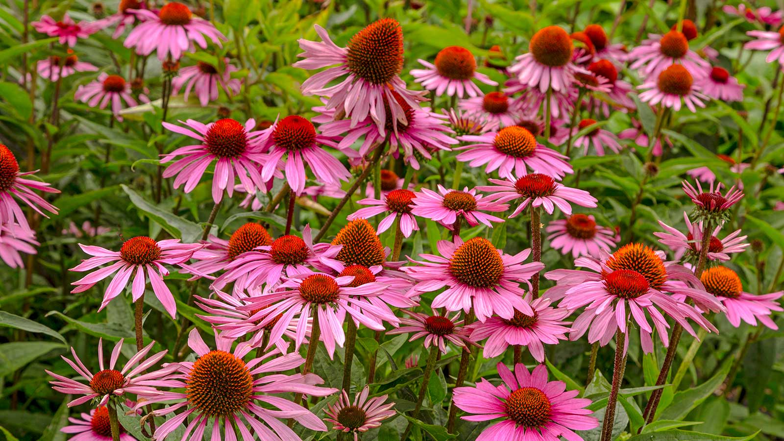 Echinacea-Blüten