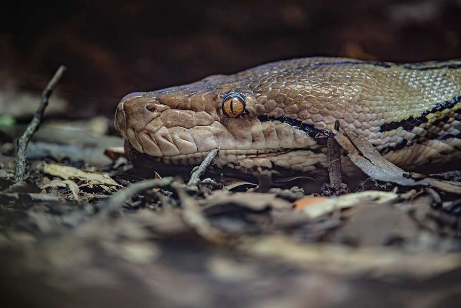 „Weltweit erste“ Krebsbehandlung rettet Python nach...