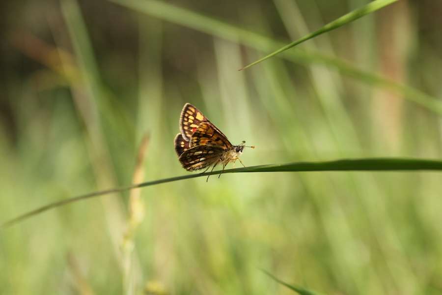 Conservationists reviving extinct butterfly awarded £150,000