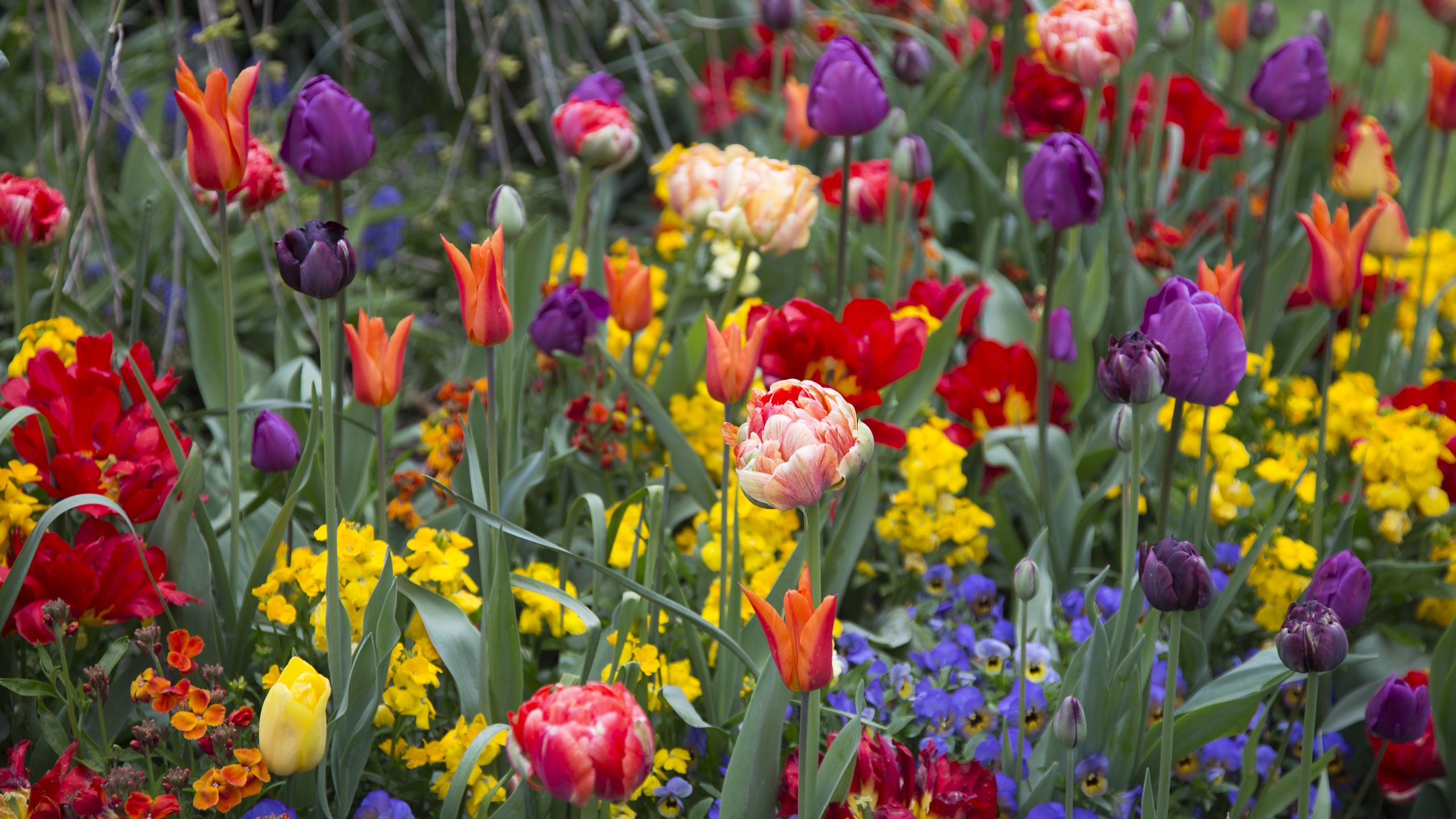 5 Frühlingszwiebeln, sagen Gartenexperten, sind die Mühe nicht wert – und was man stattdessen pflanzen sollte