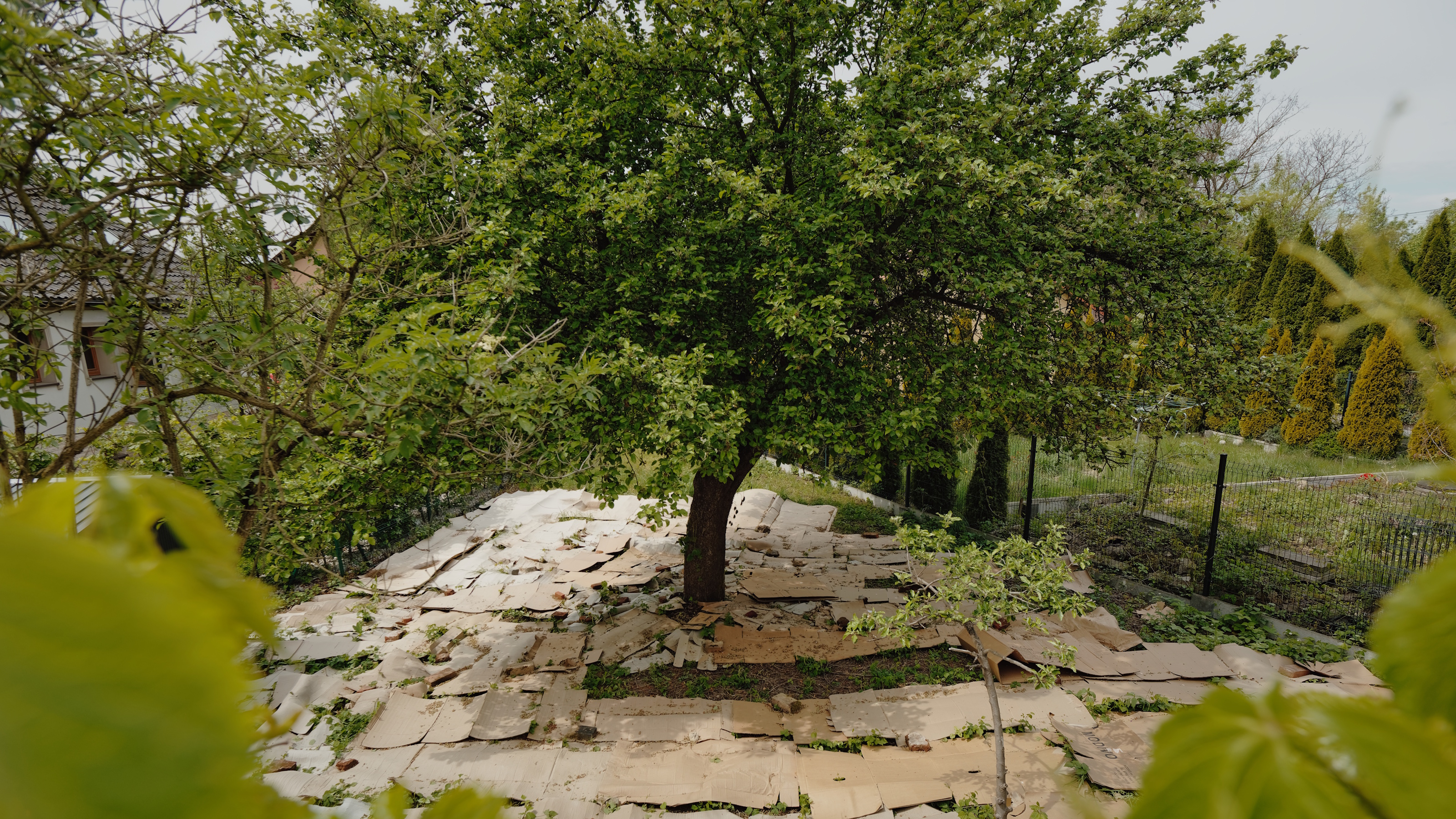 Pappbögen, die als Mulch um einen Baum in einem Garten verwendet werden