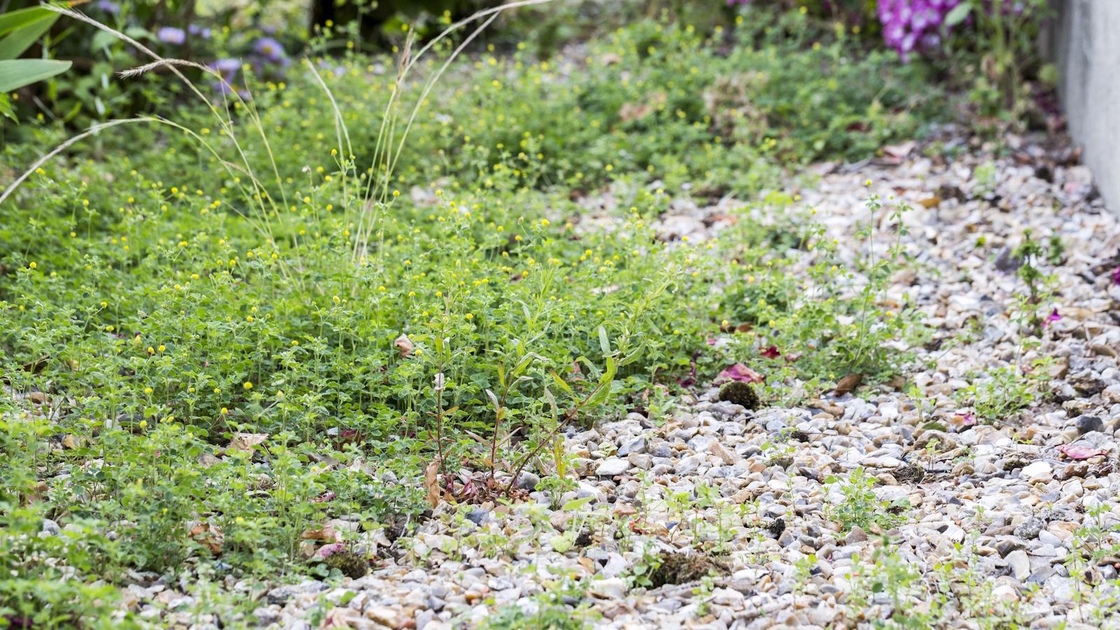 Unkraut in einer Gartengrenze und auf einem Kiesweg