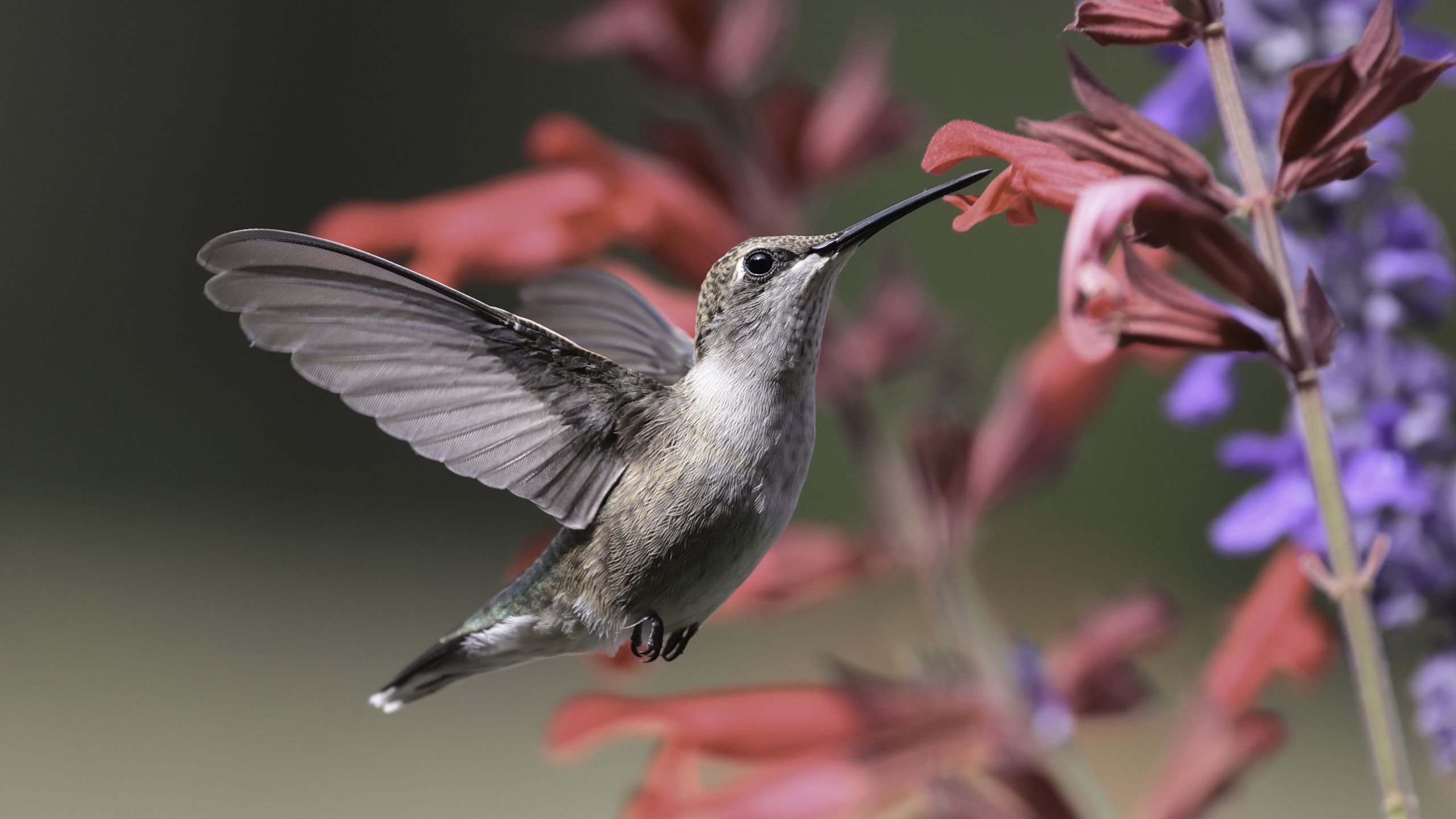 7 einheimische Stauden zum Pflanzen im September – um Kolibris während ihrer Wanderung zu füttern