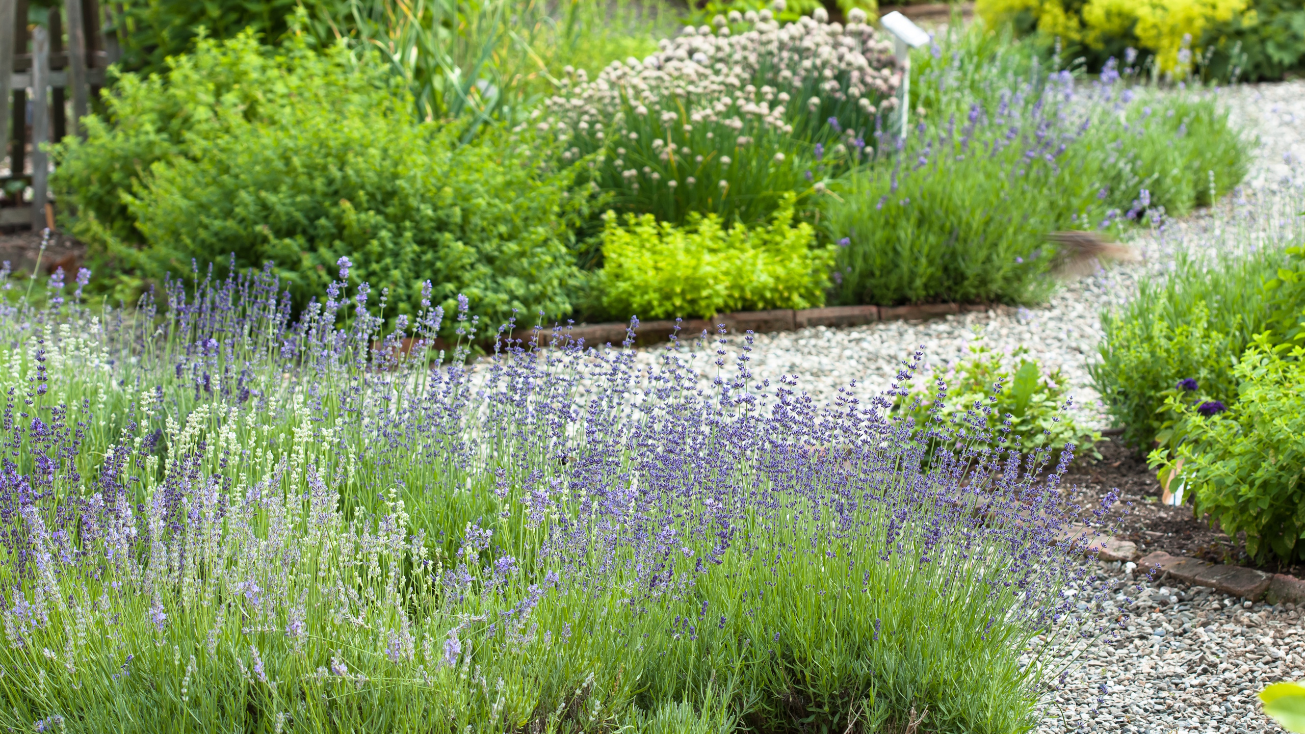 Kräutergarten mit Lavendel 