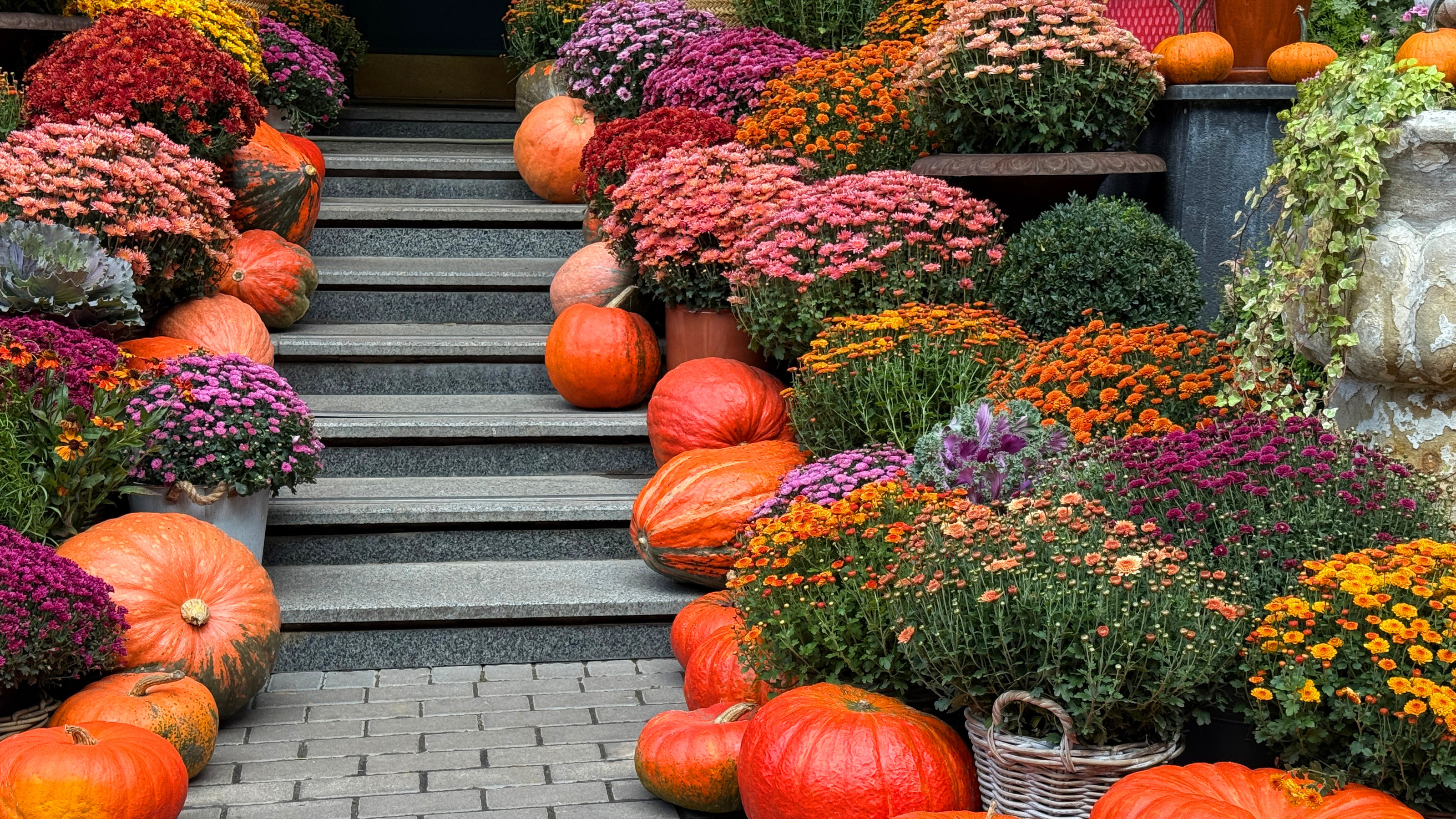 Chrysanthemen und Kürbisse in einer Herbstdekoration auf der Veranda