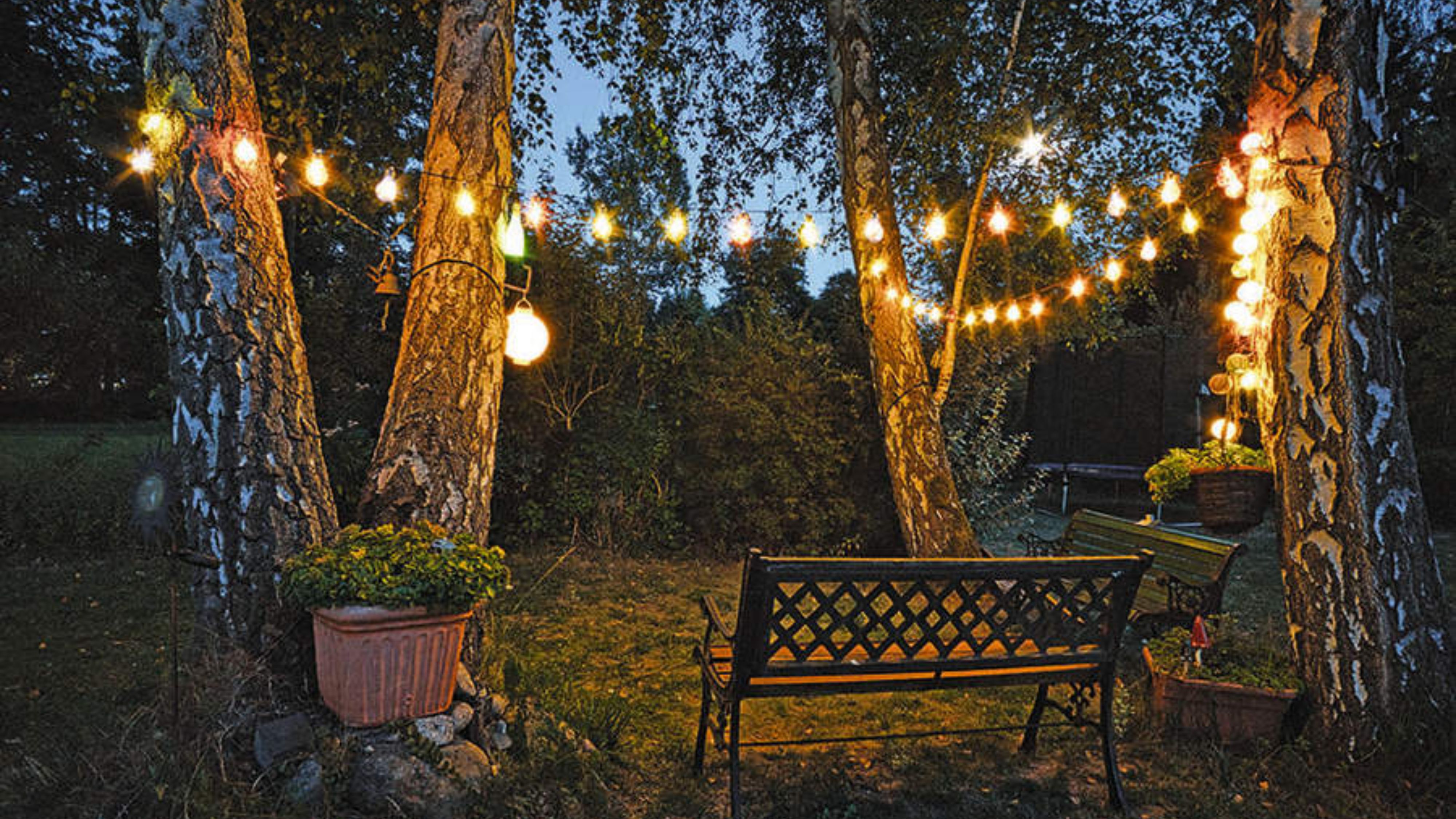 Grasbewachsener Rasen im Hinterhof mit zwei Gartenbänken unter mehreren hohen Bäumen, die sanft mit Lichterketten im Freien erstrahlen