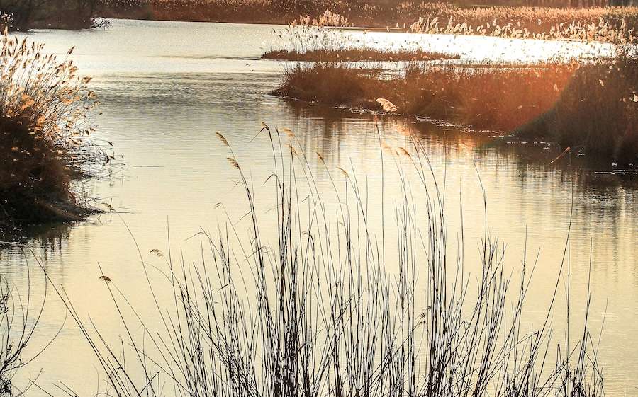 Biodiversity loss recognised as a growing national security and resilience risk