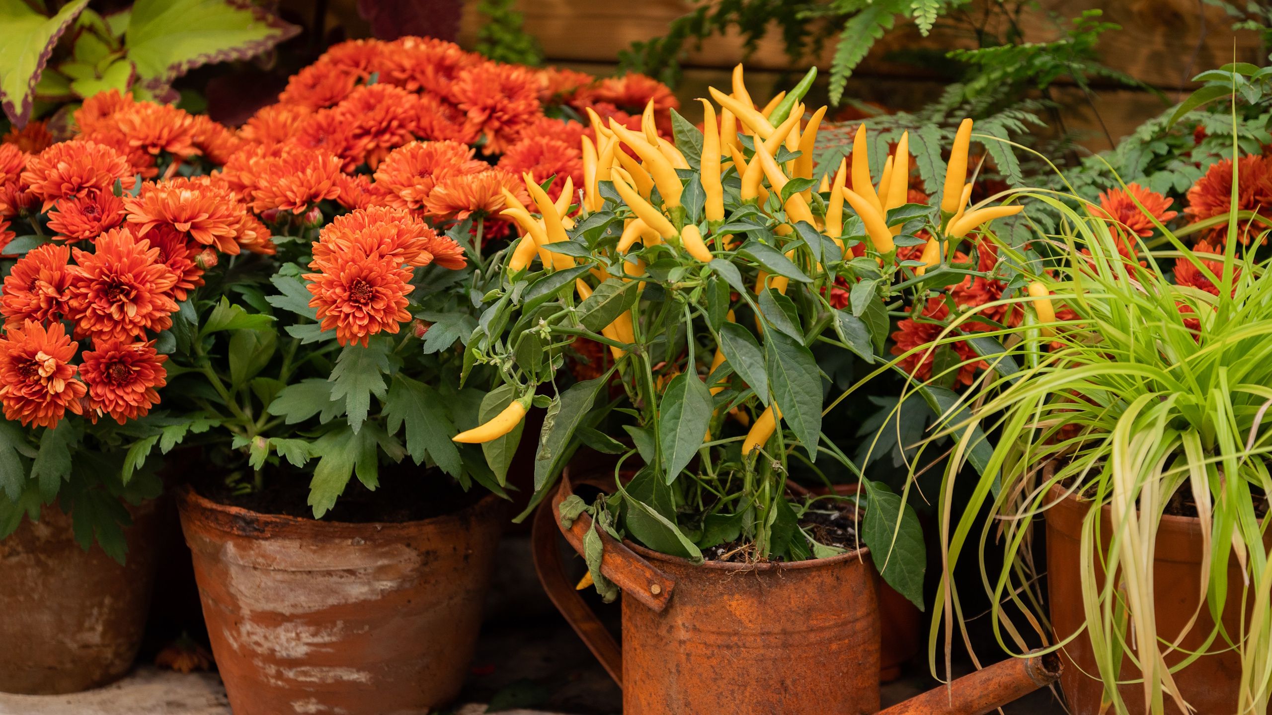 Die 3-Pflanzen-Kombination, die eine Herbst-Mums-Veranda sofort stilvoller aussehen lässt