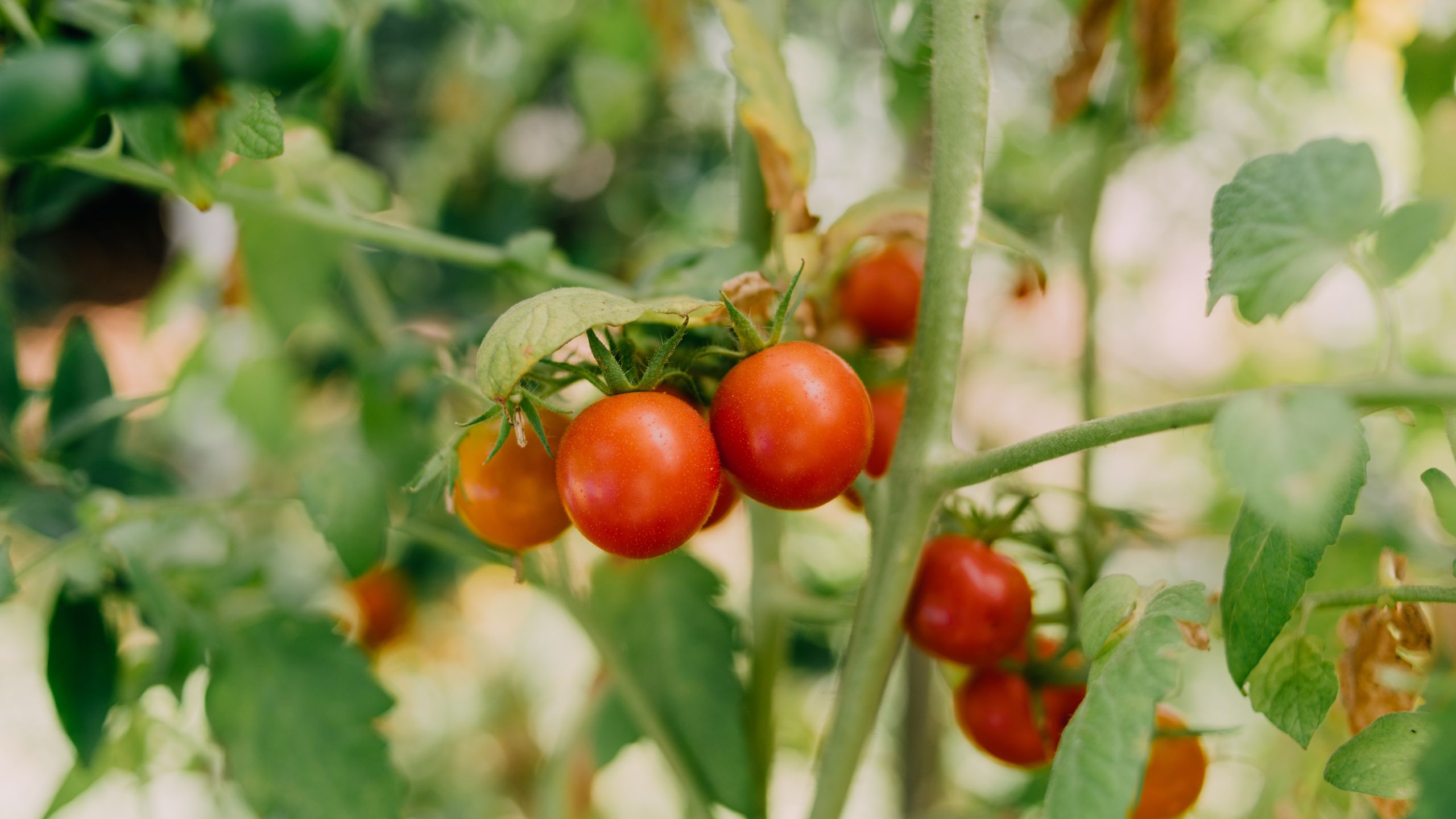 Die Tomatensaison ist fast vorbei – 5 Dinge, die Sie im September tun sollten, um vor dem Frost eine größere Ernte zu erzielen