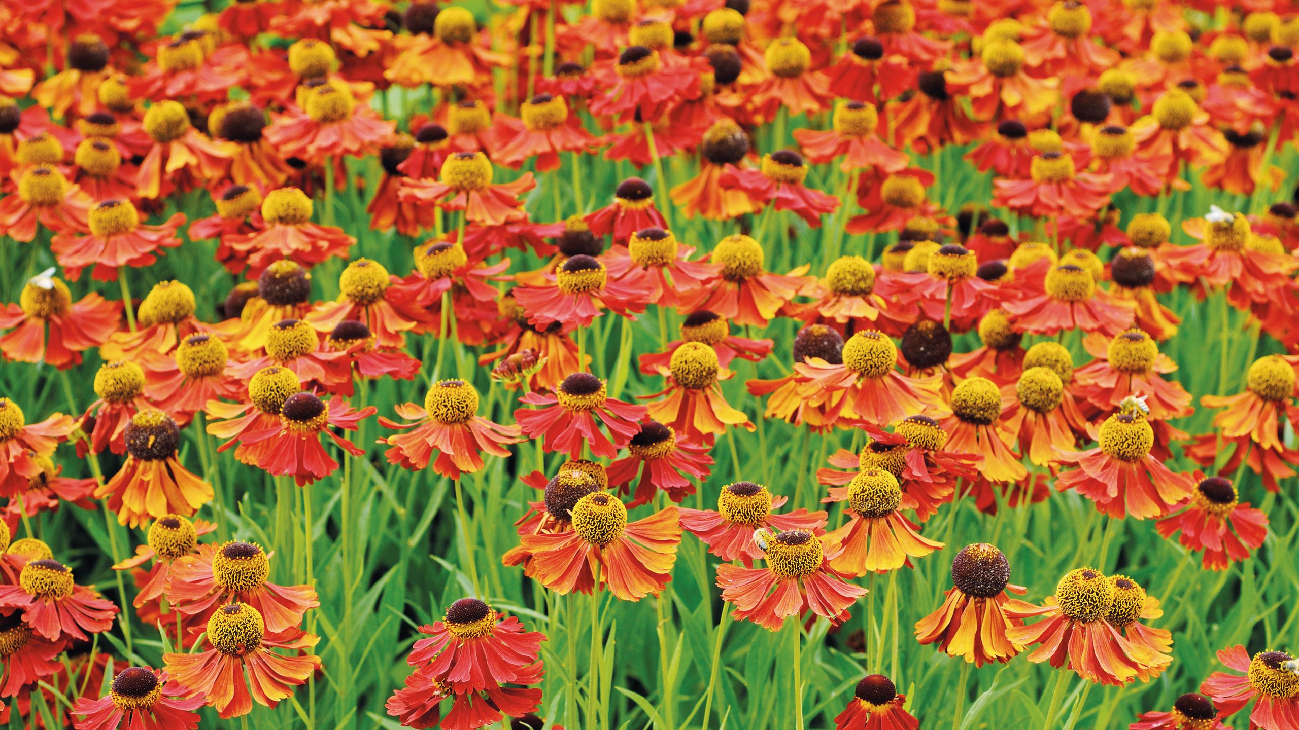 Die einzige feurige Blume, die Sie jetzt pflanzen sollten, um kahle Stellen zwischen Sommer und Herbst zu füllen