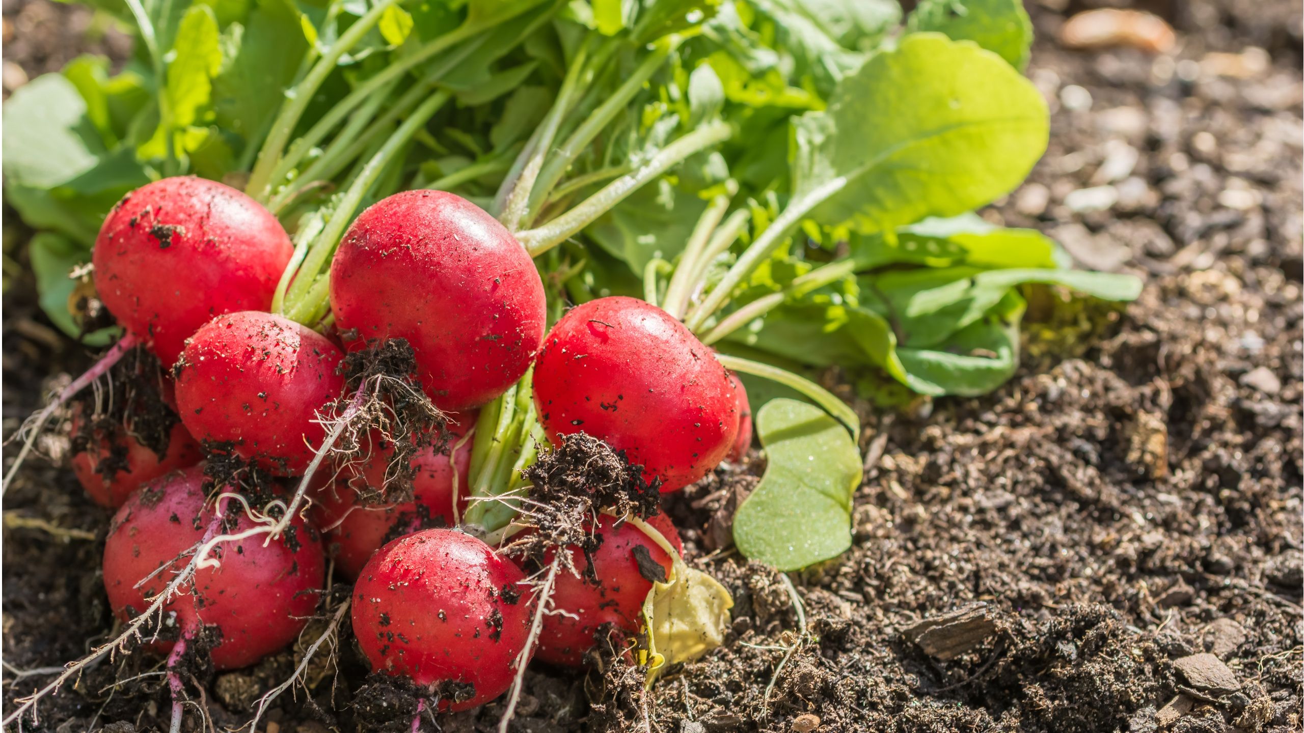 Die einzige schnell wachsende Pflanze, die Sie pflanzen sollten, nachdem Sie Ihre Tomaten für eine schnelle Herbsternte geerntet haben