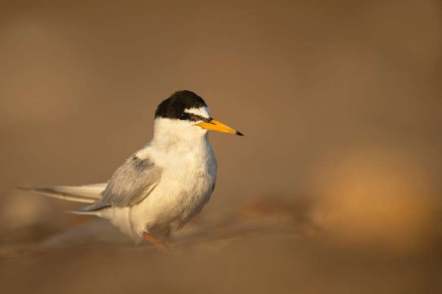 Another record-breaking year for Little Terns on Humber Estuary