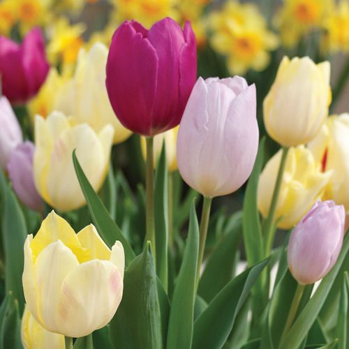 Frühe Prince-Mix-Tulpenzwiebeln
