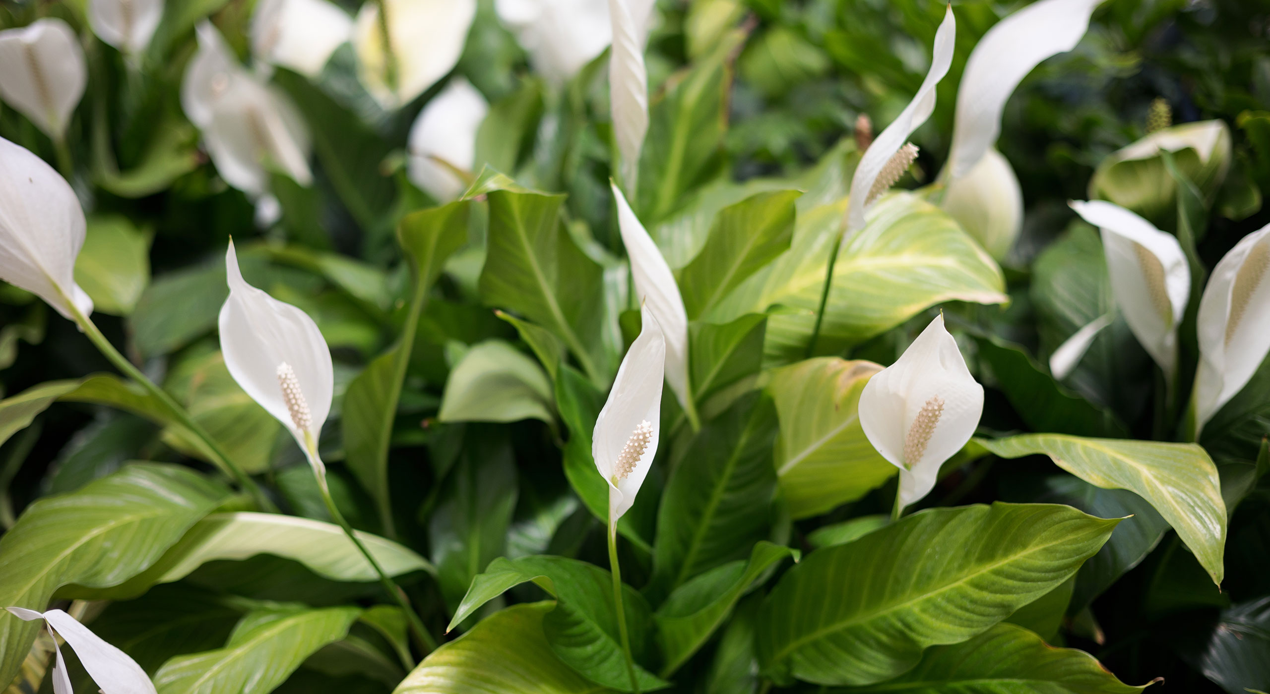 Bereich mit blühenden Spatblumen. Weiße Friedenslilie (Spathiphyllum) blüht mit langen Stempeln. Selektiver Fokus. Natürlicher Hintergrund.
