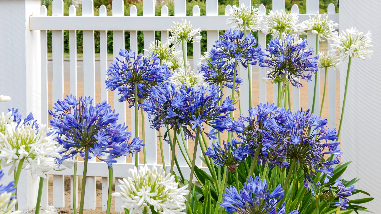 Blau-weißer Agapanthus blüht vor einem weißen Holzzaun 
