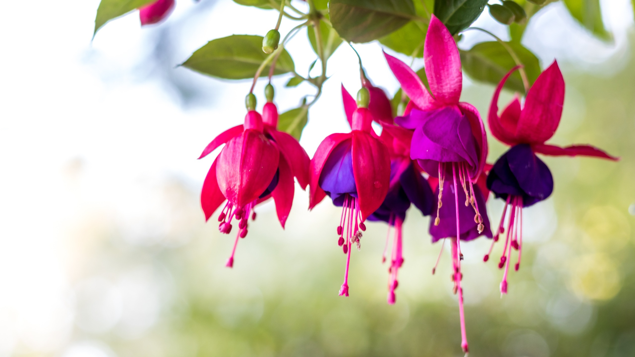 Fuchsia-Detail der Blüten