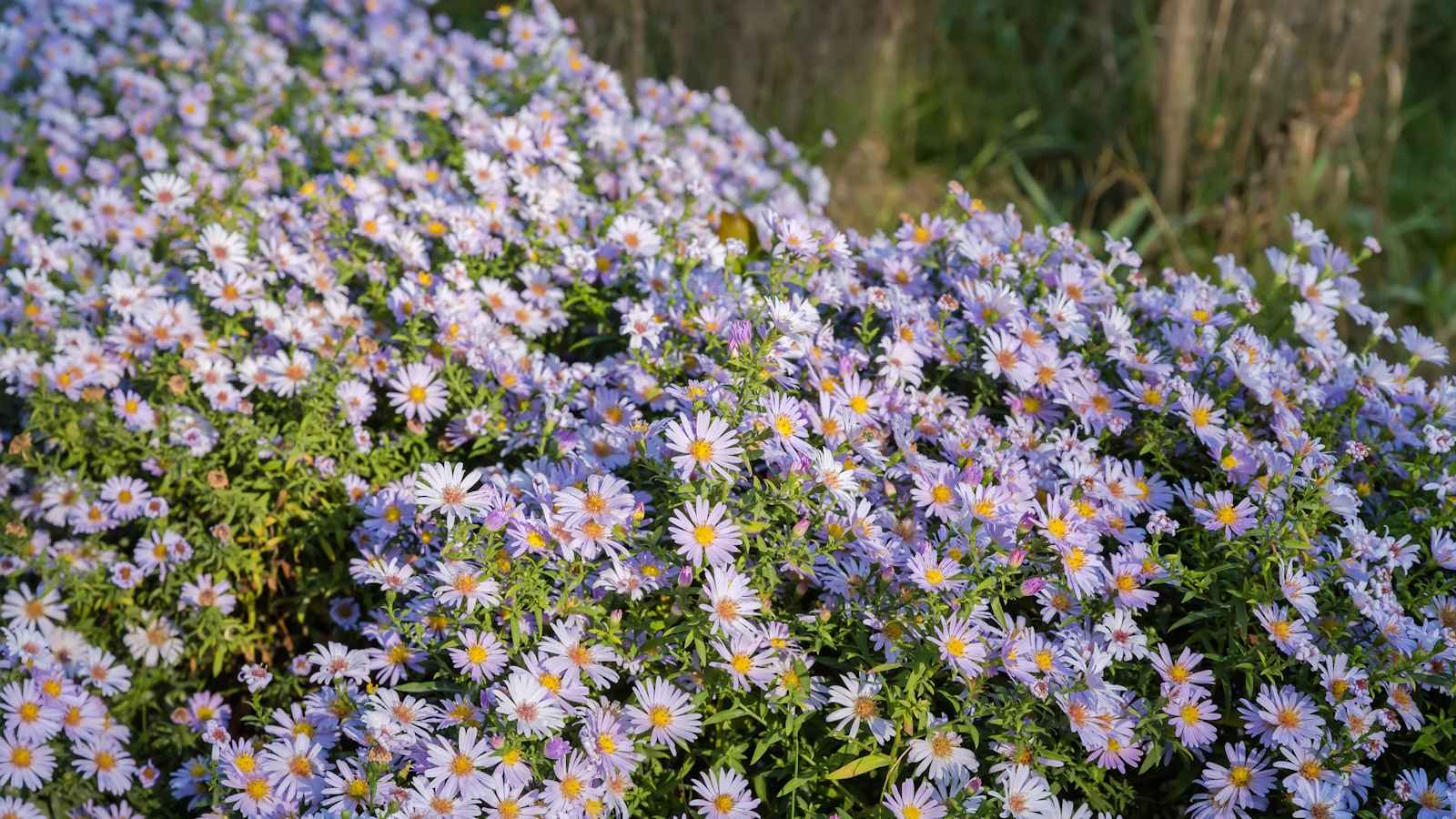 Lila Asterblüten in einem Garten