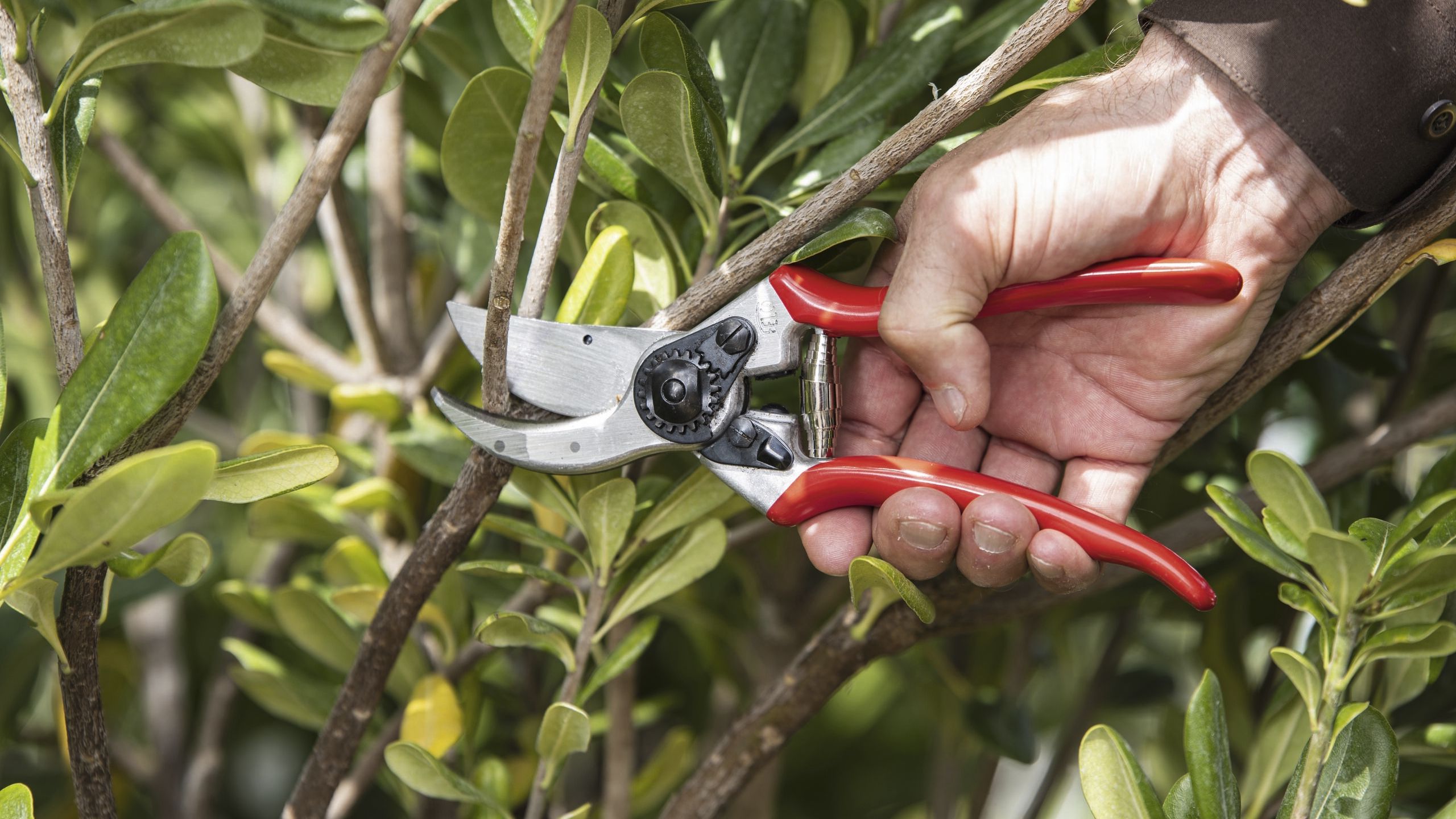 Ich habe meine Felco F2-Gartenscheren seit meinem ersten Tag als professioneller Gärtner und verwende sie auch über ein Jahrzehnt später immer noch – hier erfahren Sie, warum sie nach wie vor mein bevorzugtes Werkzeug sind