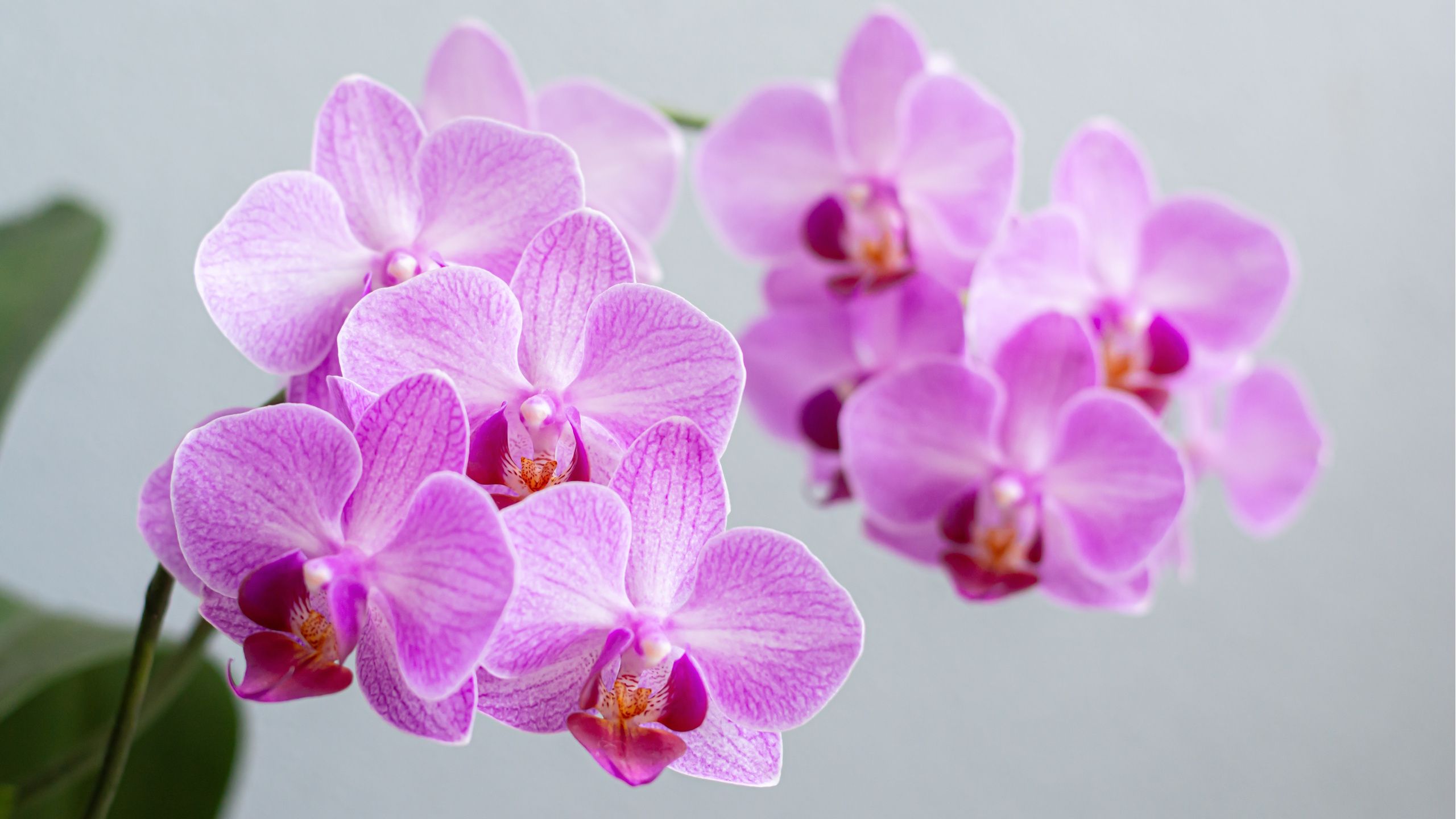 Ich mache das jeden September mit meinen Orchideen, damit sie wieder aufblühen – es ist so einfach und funktioniert jedes Mal
