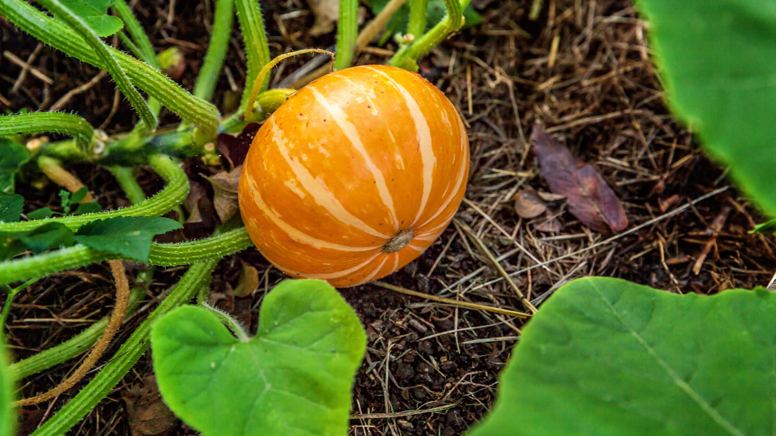 Ihre Kürbisse benötigen dies, um vor Ende der Saison vollständig am Rebstock zu reifen