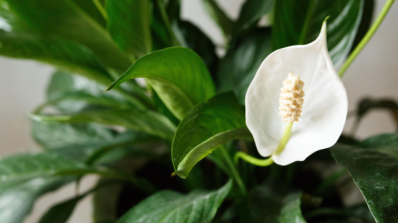 Friedenslilie und ihre weiße Blume