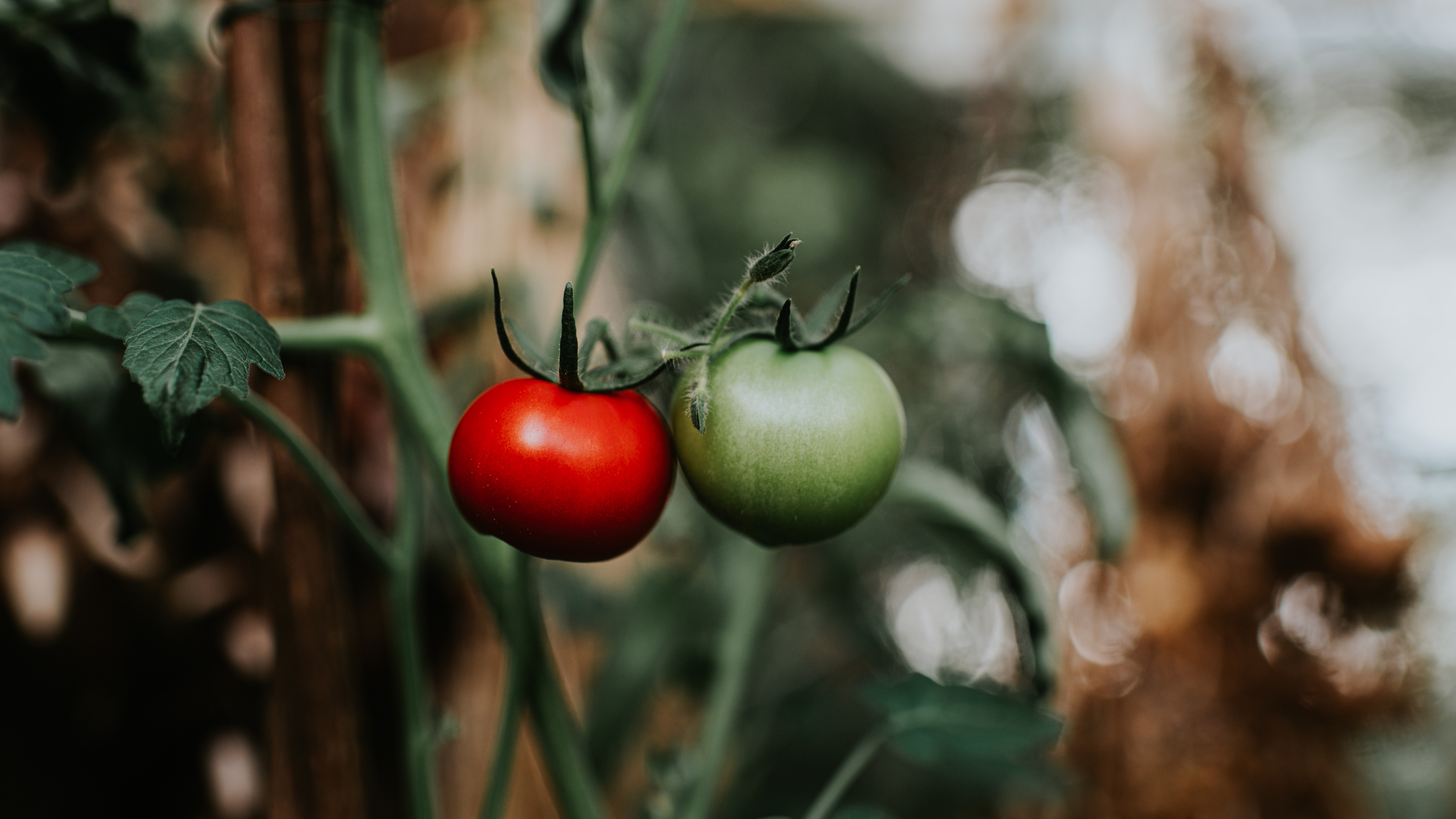 Eine unreife grüne und eine reife rote Fleischtomate auf einer Tomatenpflanze in einem Gewächshaus