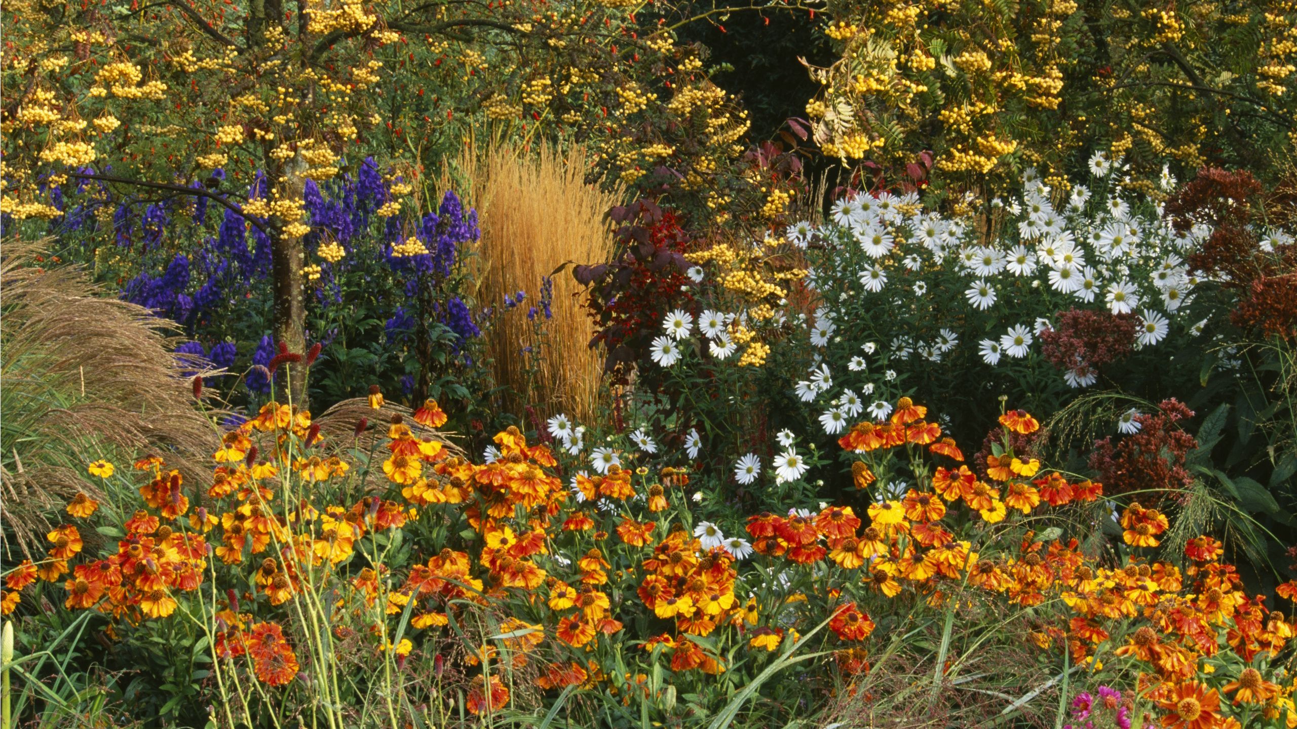 Meine Gartenränder sehen im September leer aus, aber diese Solar-Feuerwerkslichter füllen Lücken mit einem bezaubernden Spektakel – sie sind im Wayfair Labor Day Sale
