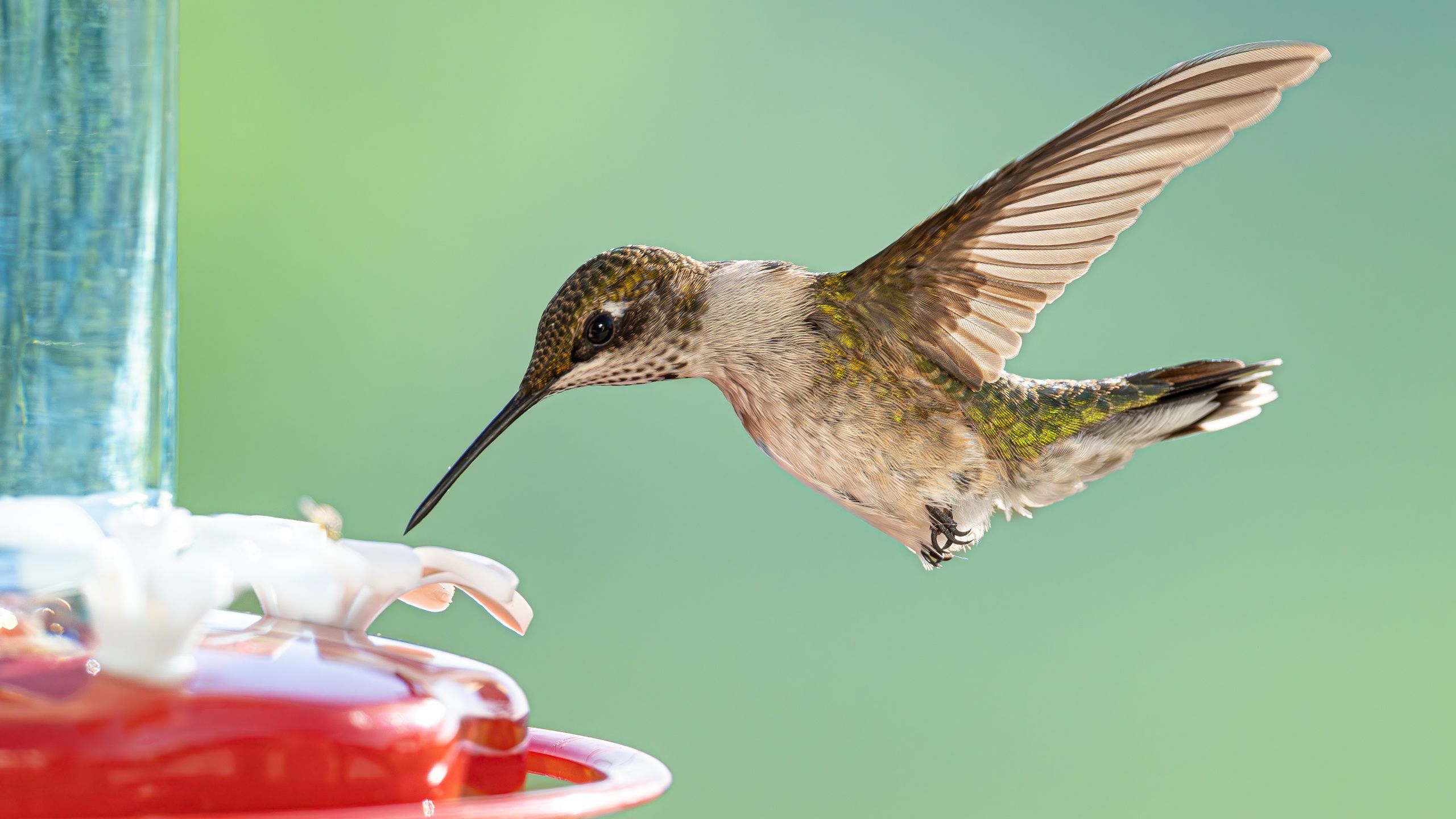Neue Kolibri-Migrationskarte zeigt, wann diese ätherischen Kreaturen Ihren Garten erreichen