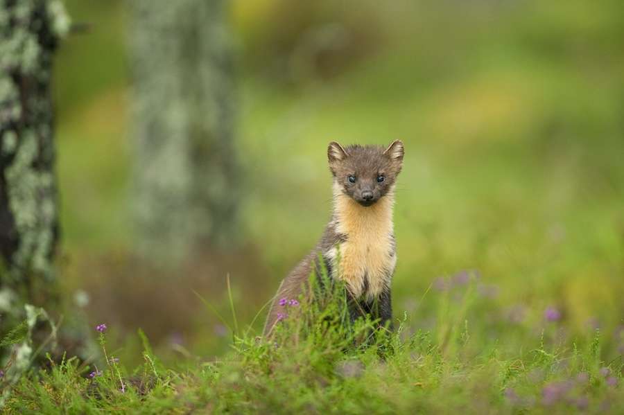New study finds large areas of Britain could support the return of pine martens