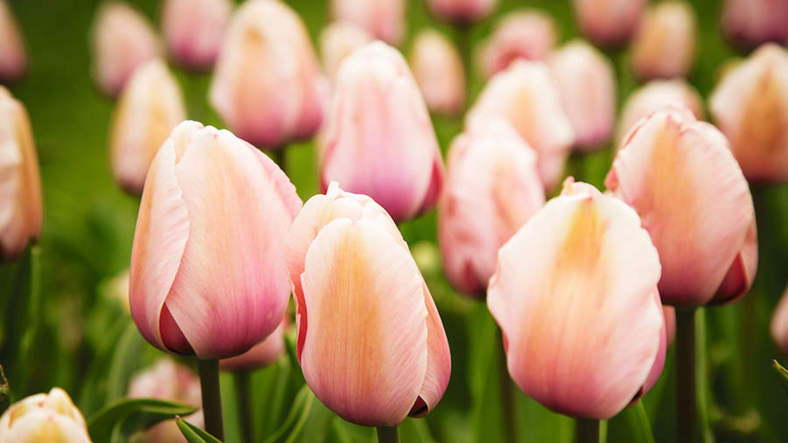 So pflanzen Sie jetzt Tulpenzwiebeln für eine atemberaubende Frühlingspräsentation