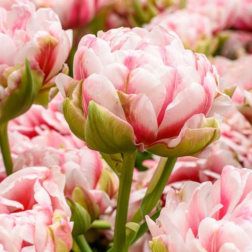 Kronleuchter Tulpenzwiebeln