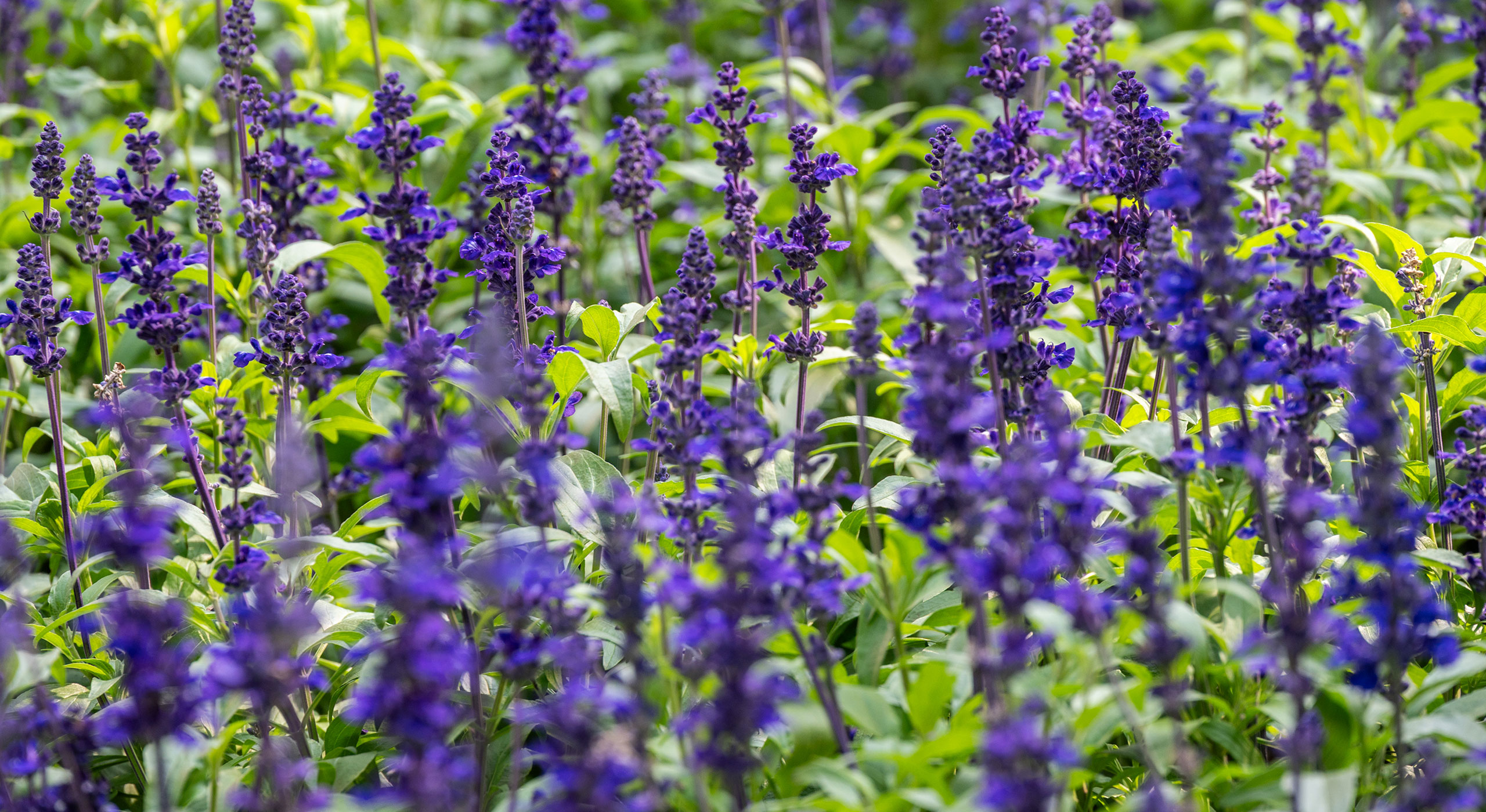 Blauer Salbei im Garten