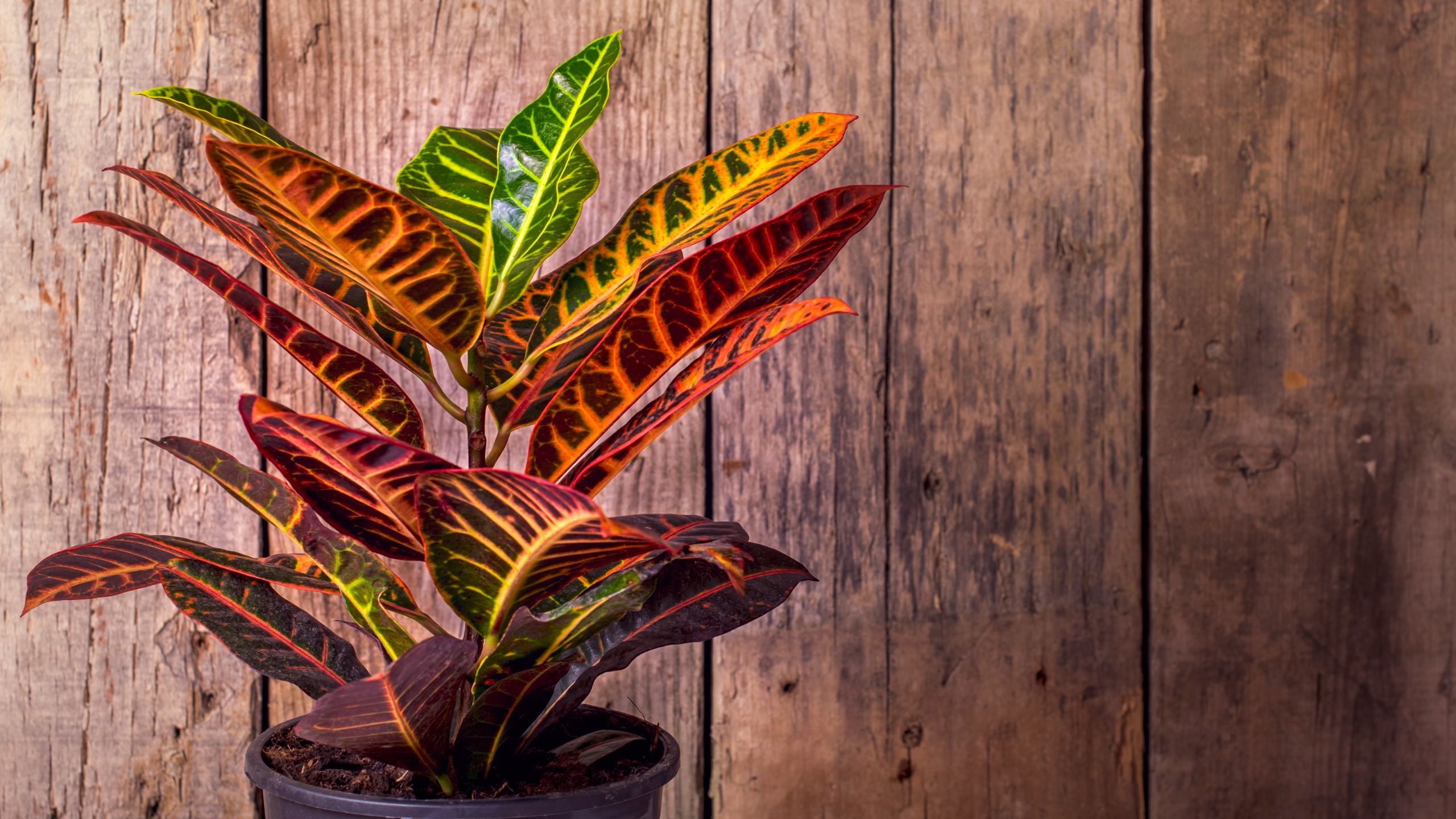Croton im Topf vor Holzvertäfelung