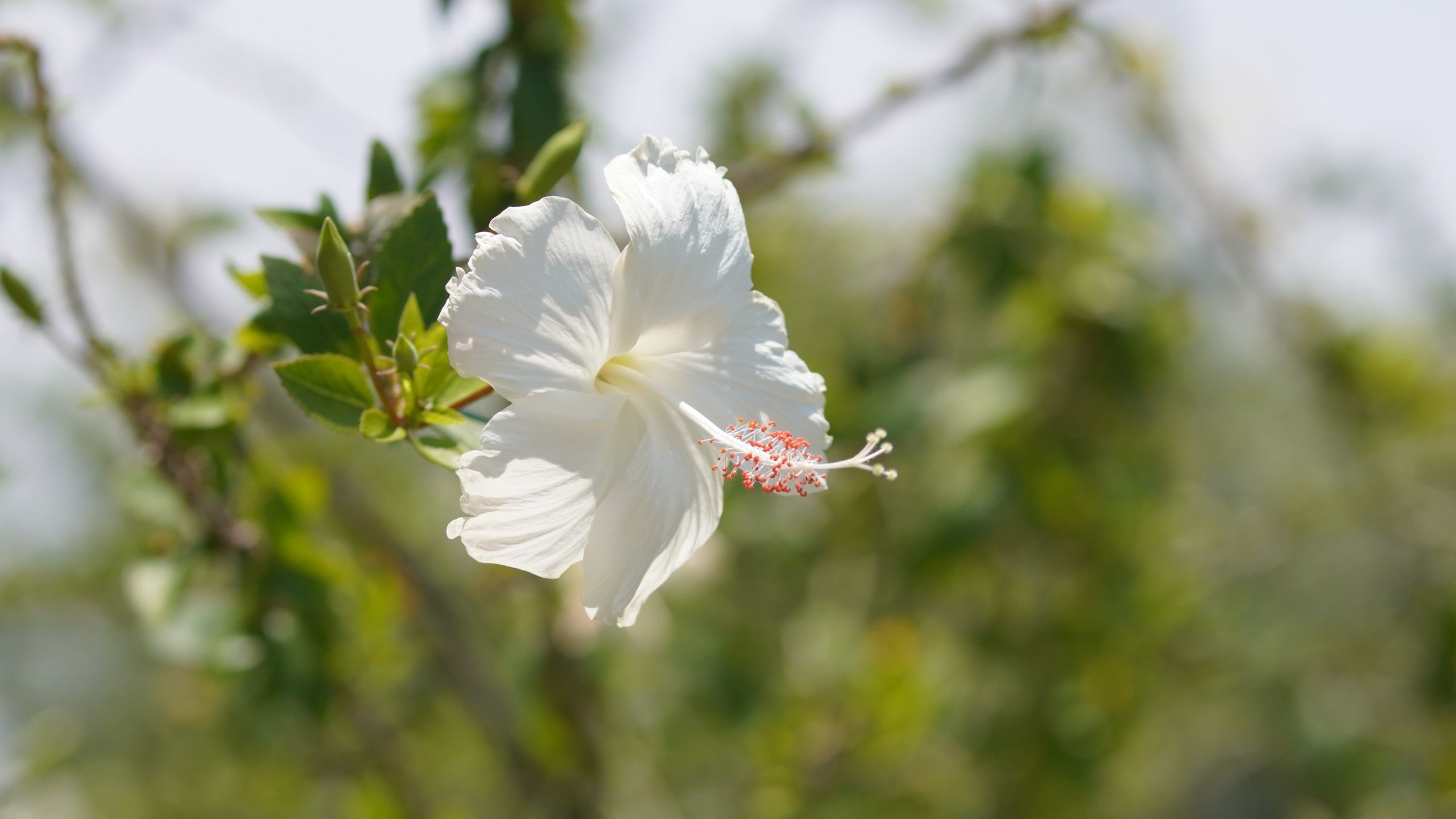 Was tun mit Hibiskus im Herbst? 3 wichtige Schritte zum Schutz beider Sorten vor dem ersten Frost