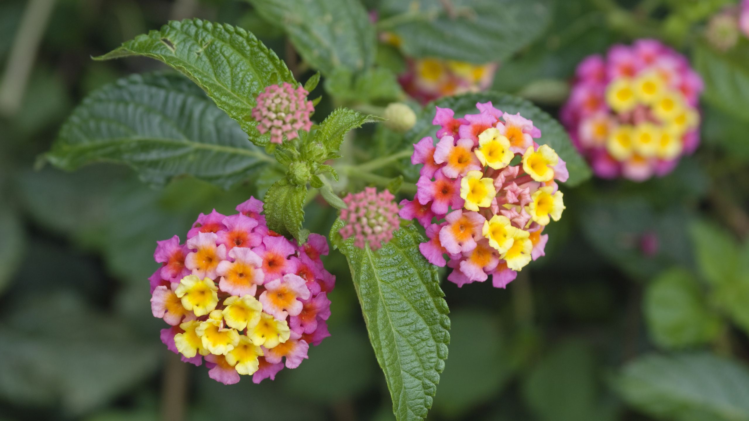 Was tun mit Lantana im Oktober? 5 Jobs, damit sie den ganzen Herbst über blühen