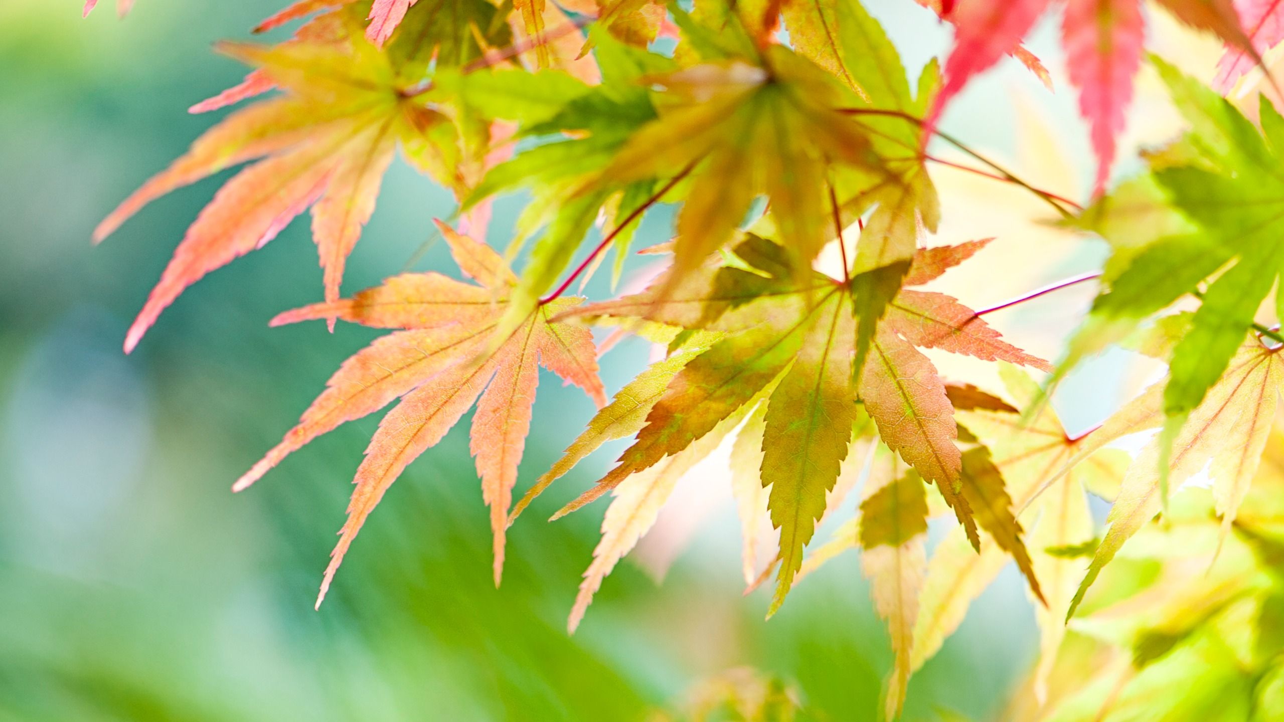 Was tun mit japanischem Ahorn im September? Wichtige Tipps für eine sensationelle Herbstpräsentation