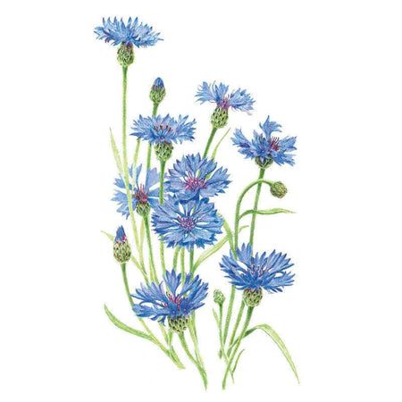 Kornblumensamen „Blue Boy“.