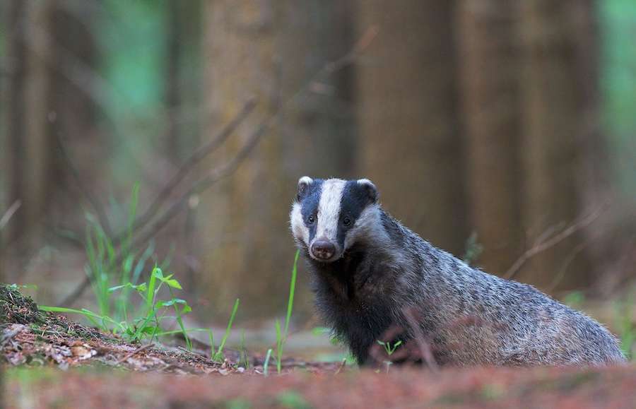 Wildlife subjected to “horrific” cruelty as thousands of suspected crimes go unpunished