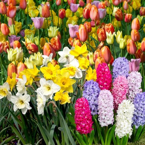 Frühlingsblumenzwiebelgarten