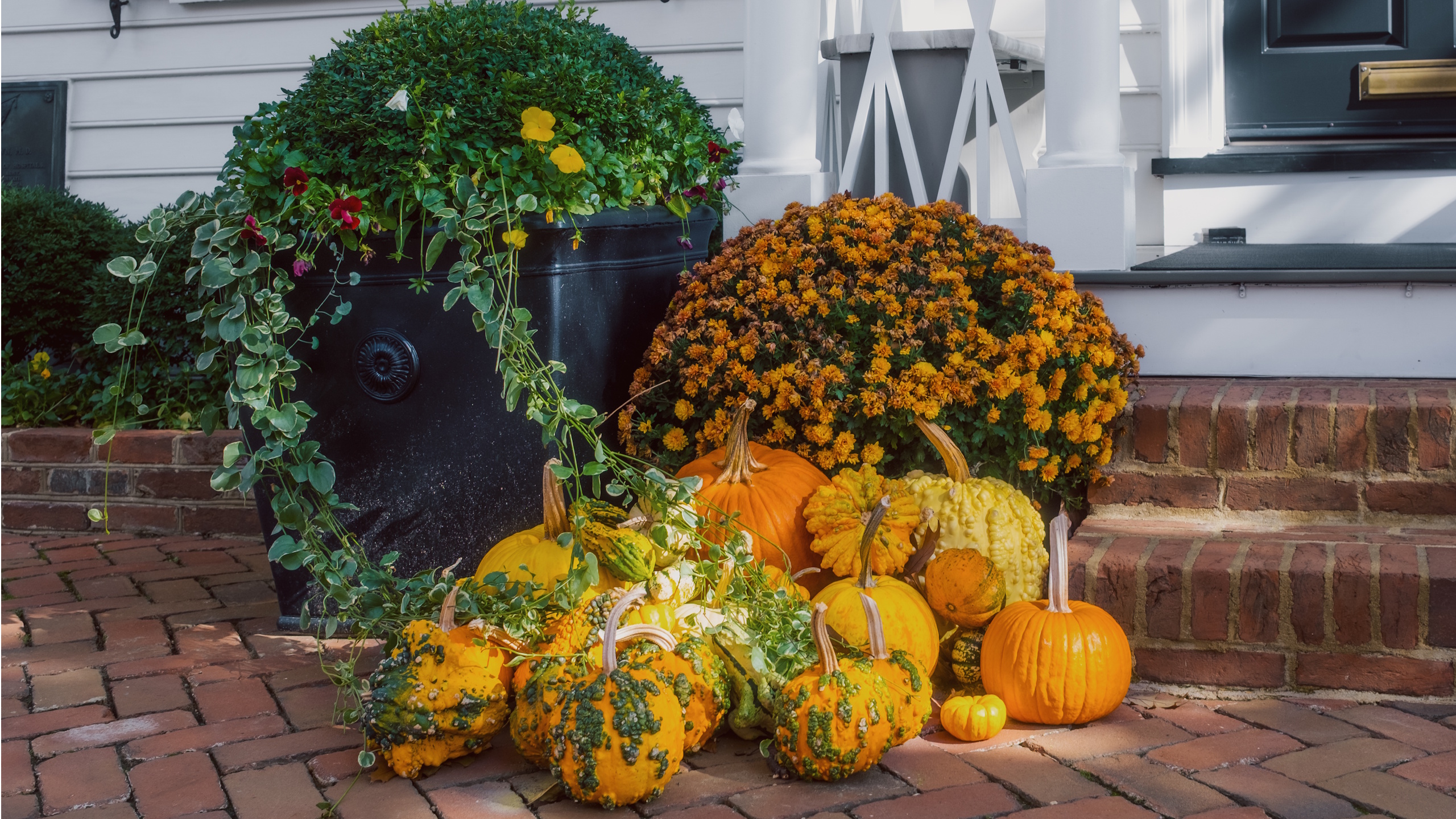 Halloween-Verandabepflanzung mit Kürbissen und Chrysanthemen