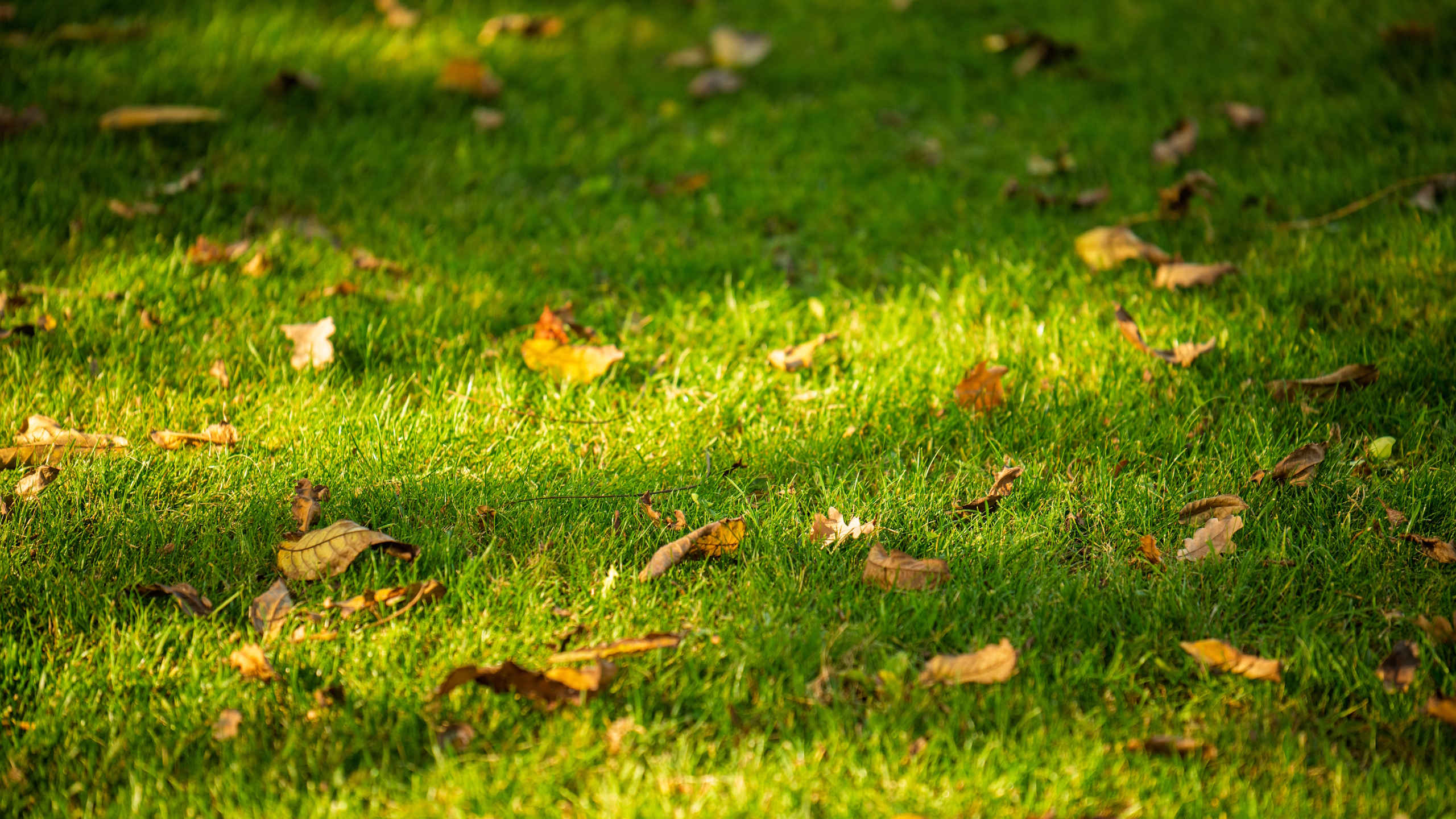 Ein Rasen mit im Herbst verstreuten Blättern im Gras