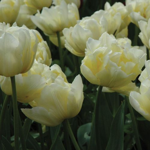 Tulpenzwiebeln aus Verona