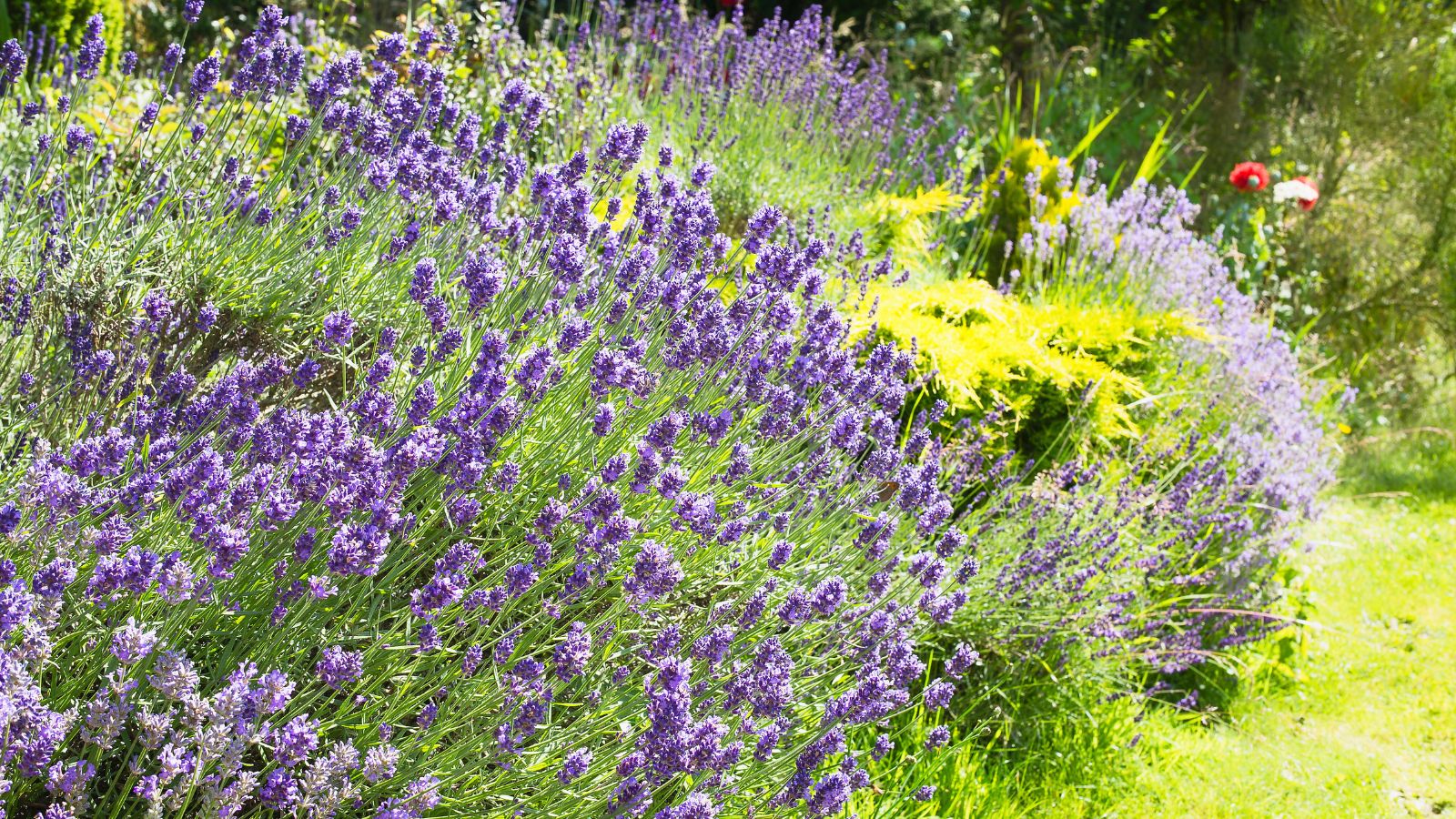 Lavendelstrauch in einer Gartengrenze