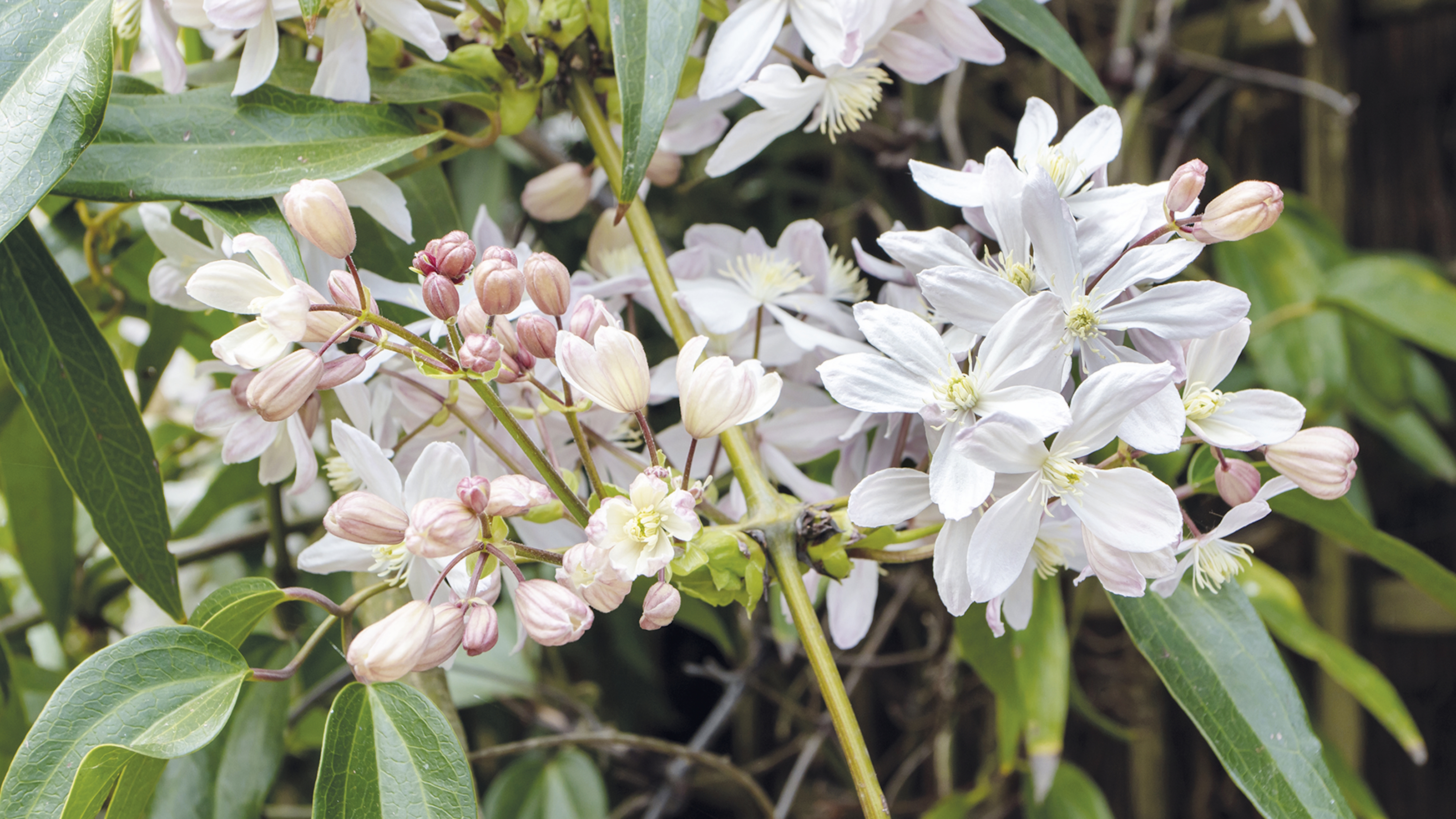 Die weißen Blüten und rosa Knospen einer Clematis armandii 
