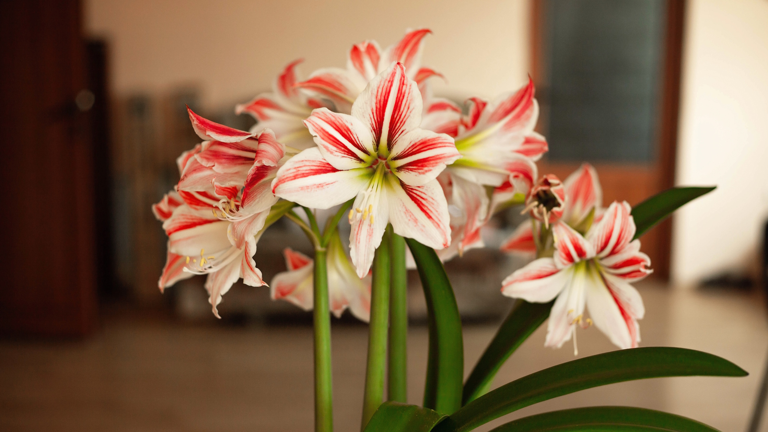 Amaryllisblüten blühen