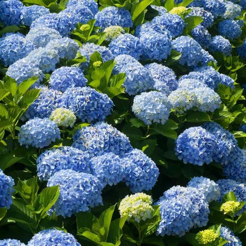 Nikko Blaue Hortensie