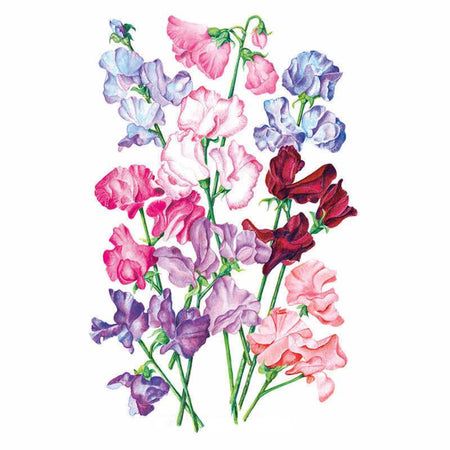 Bouquet-Mischung von Erbsensamen