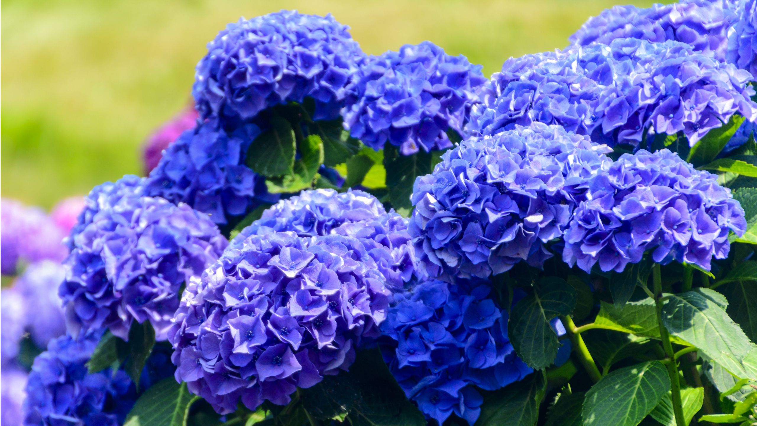 „Ancient Blue“ ist die Gartenfarbe des Jahres 2027 – so fügen Sie diesen zeitlosen Farbton Ihrem Garten hinzu