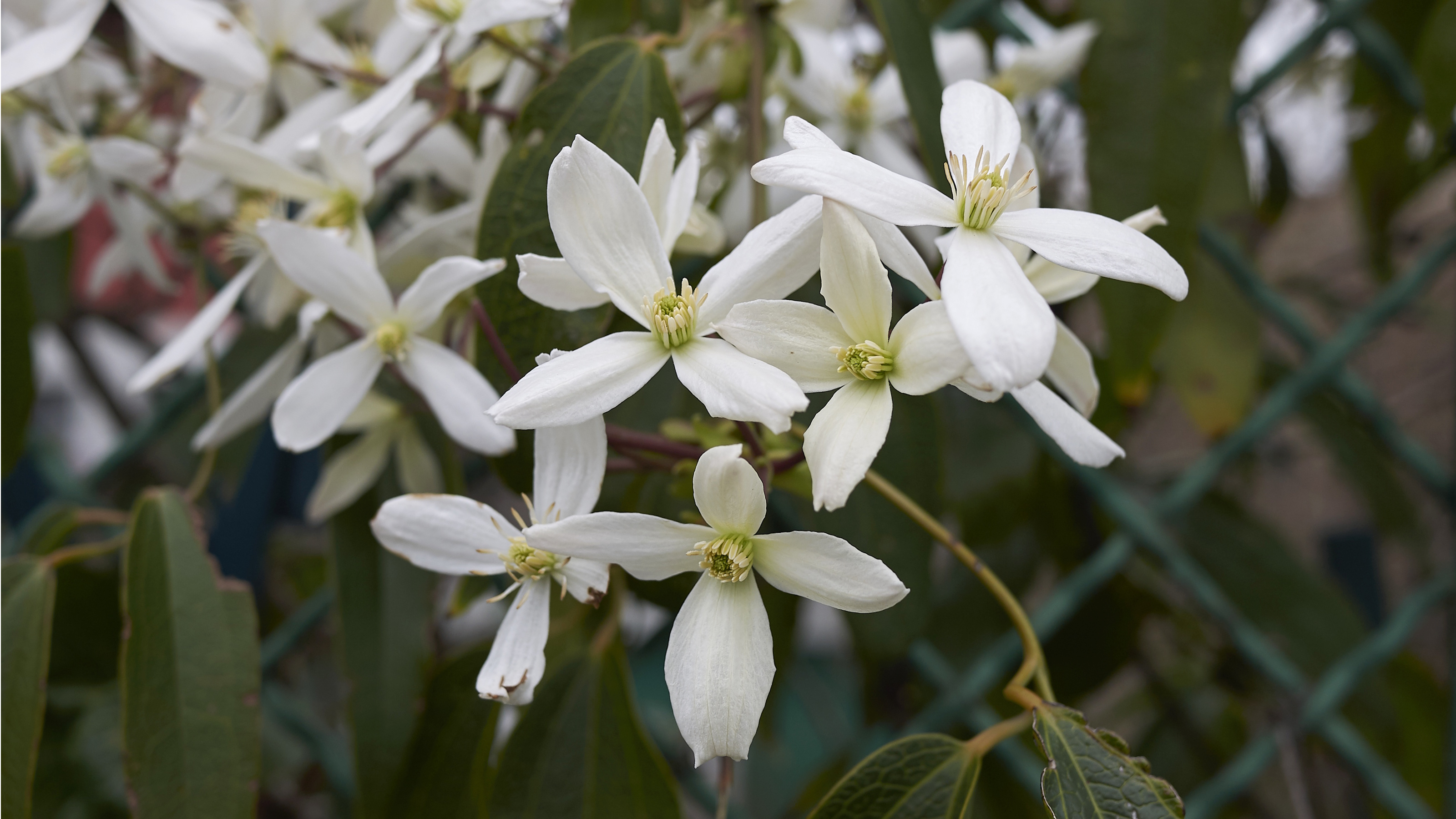Immergrüne Clematis mit weißen Blüten