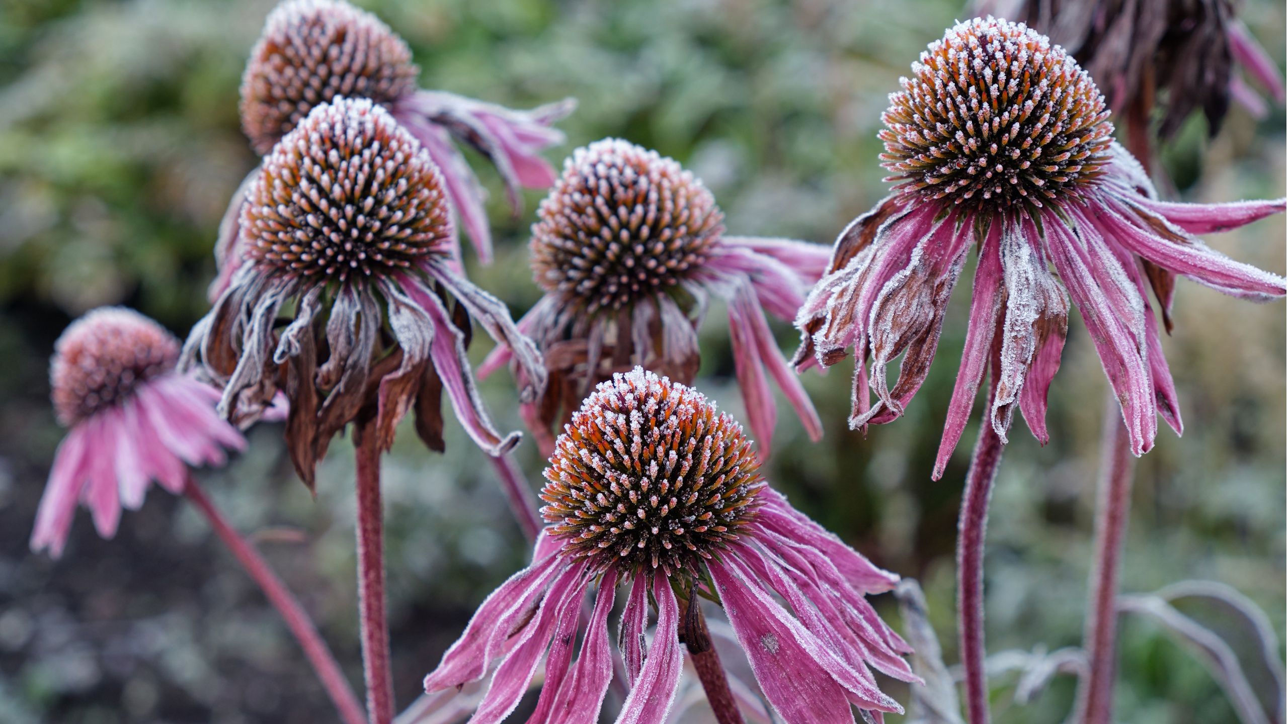 5 Dinge, die Ihr Sonnenhut im Oktober braucht – tun Sie dies vor dem Frost, damit die Blumen im nächsten Jahr stärker nachwachsen